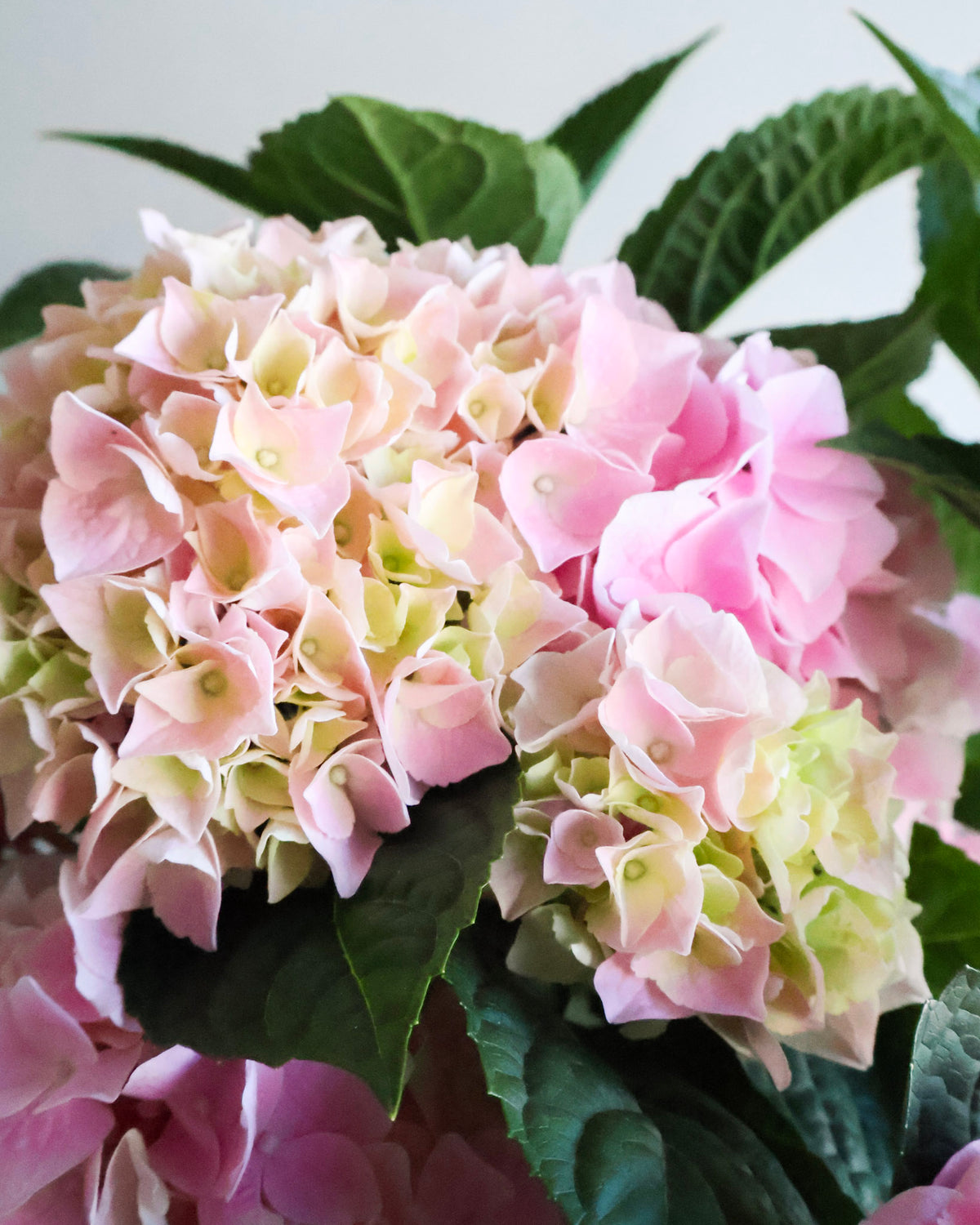 WEEKEND SPECIAL: HYDRANGEA PLANTS