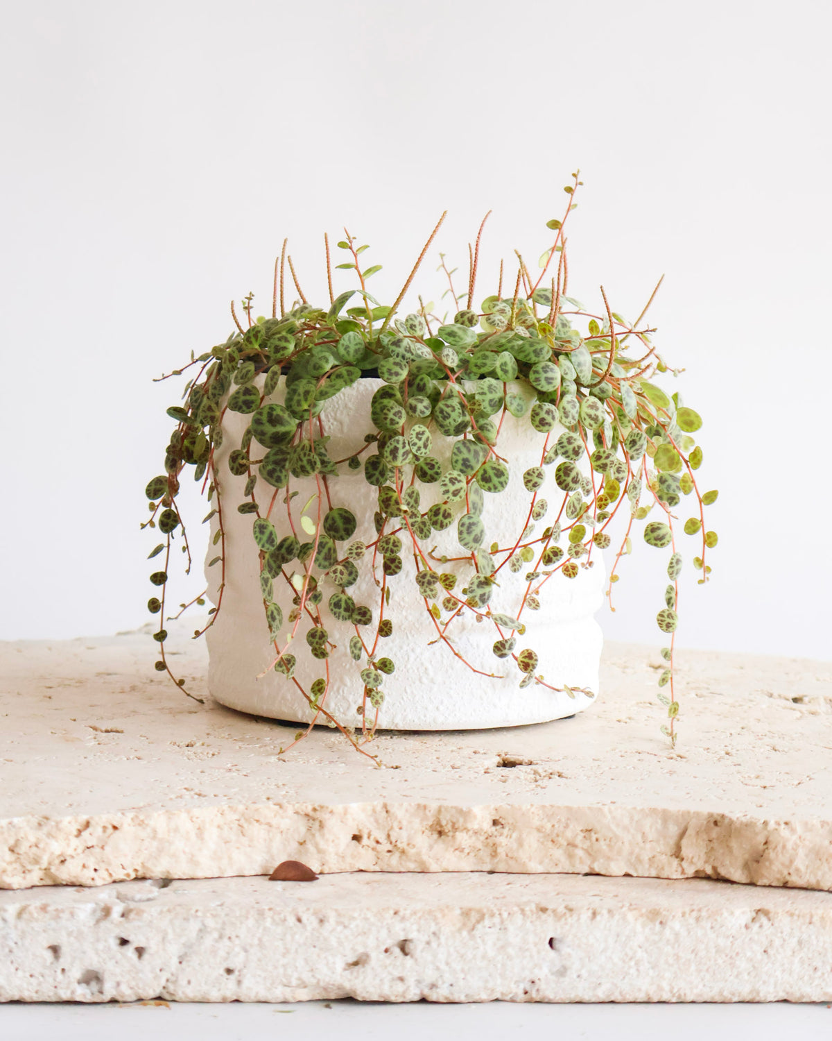 STRING OF TURTLES PLANT