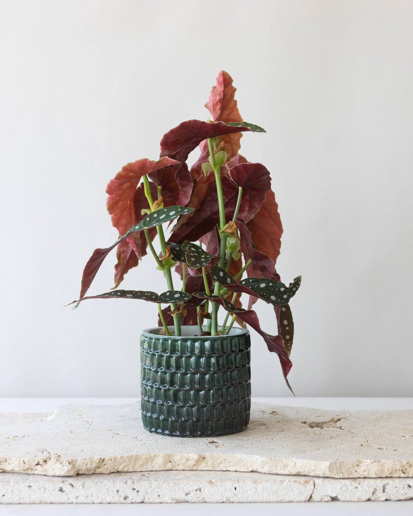 BEGONIA POLKA DOT