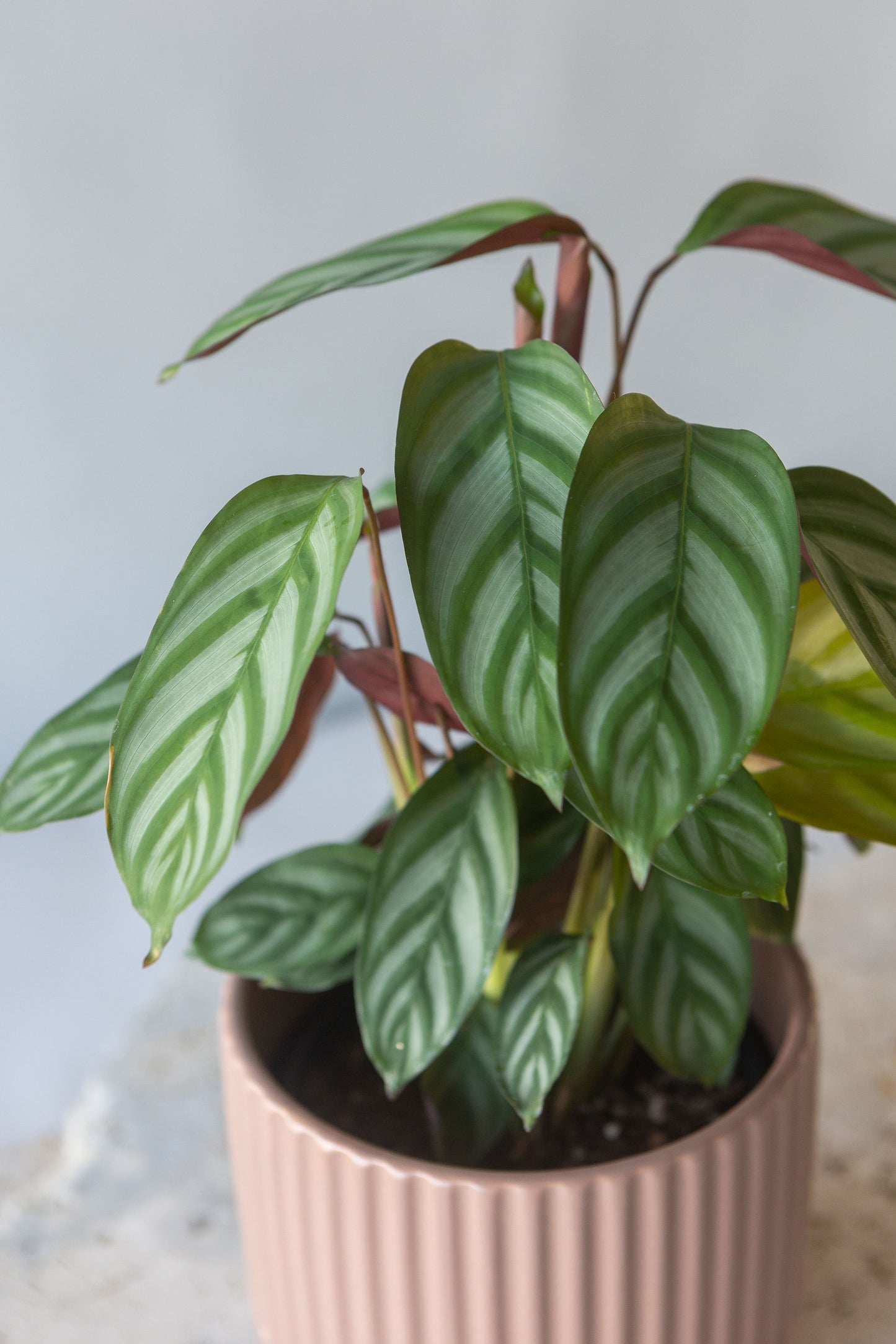 CTENANTHE SETOSA PLANT