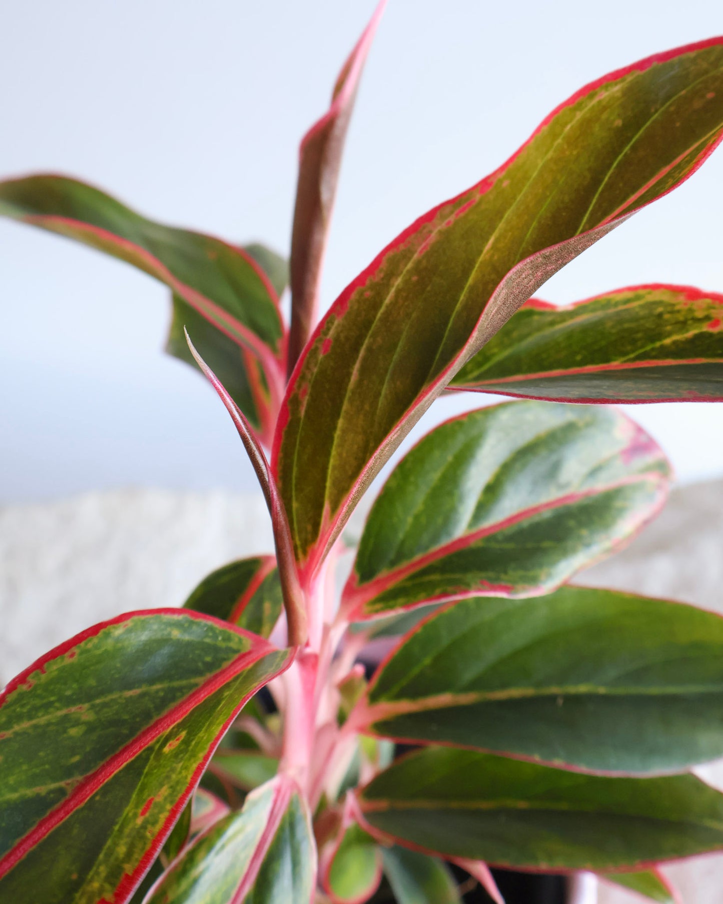 WEEKEND SPECIAL: SIAM AURORA PLANT