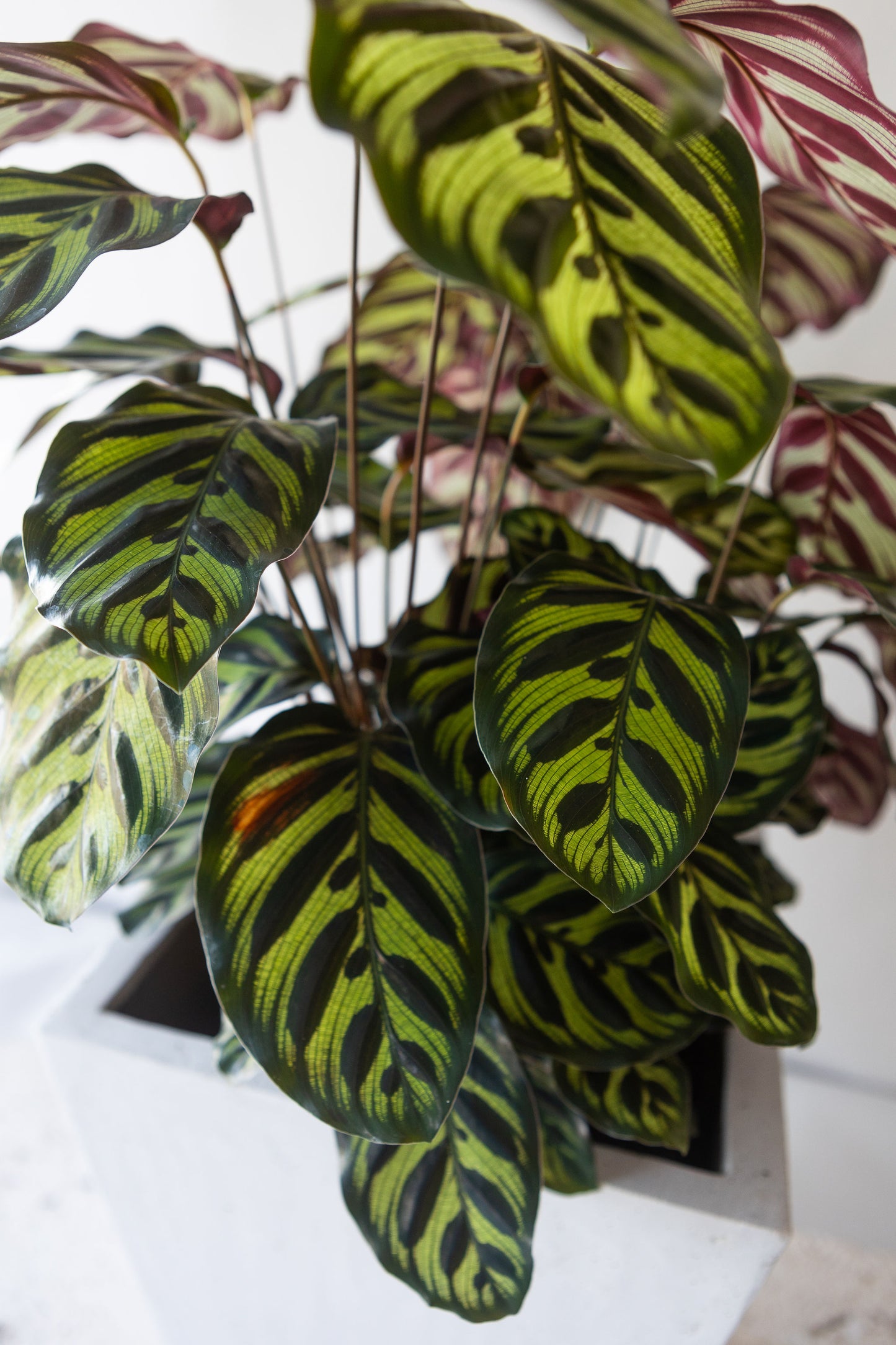 GRANDE CALATHEA MAKOYANA PLANT