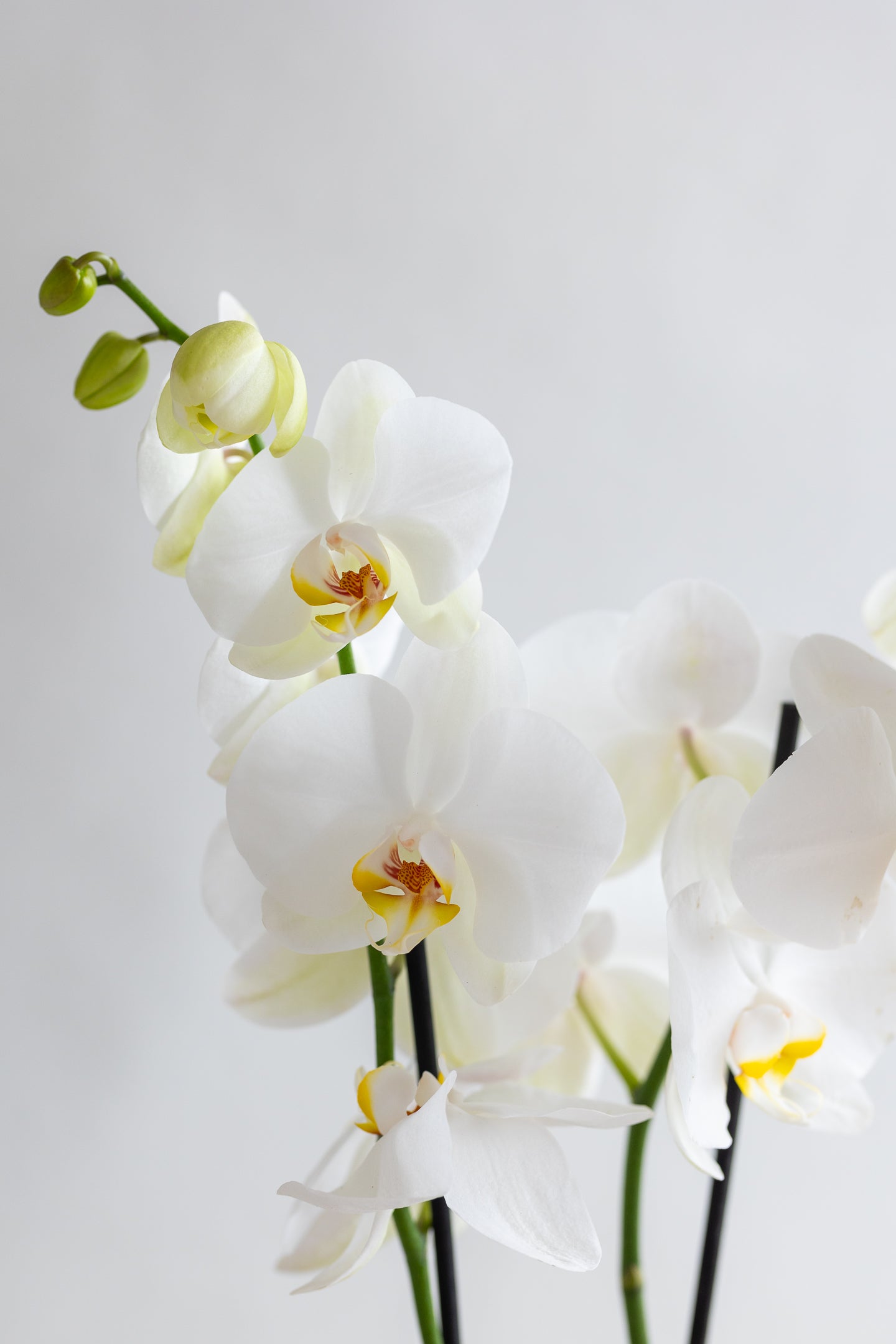 DOUBLE STEM PHALAENOPIS PLANT: WHITE