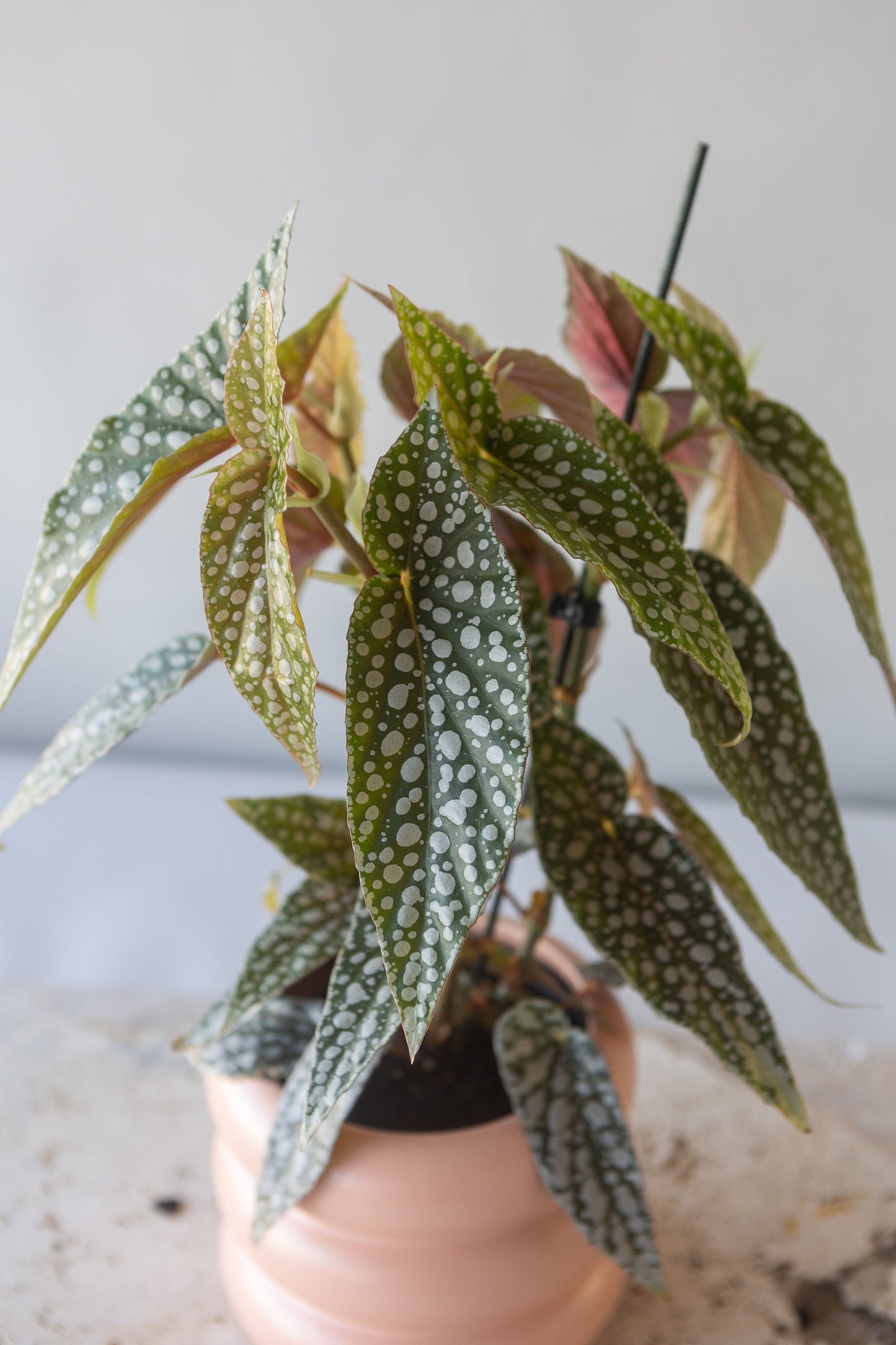 BEGONIA HOTSPOT PLANT