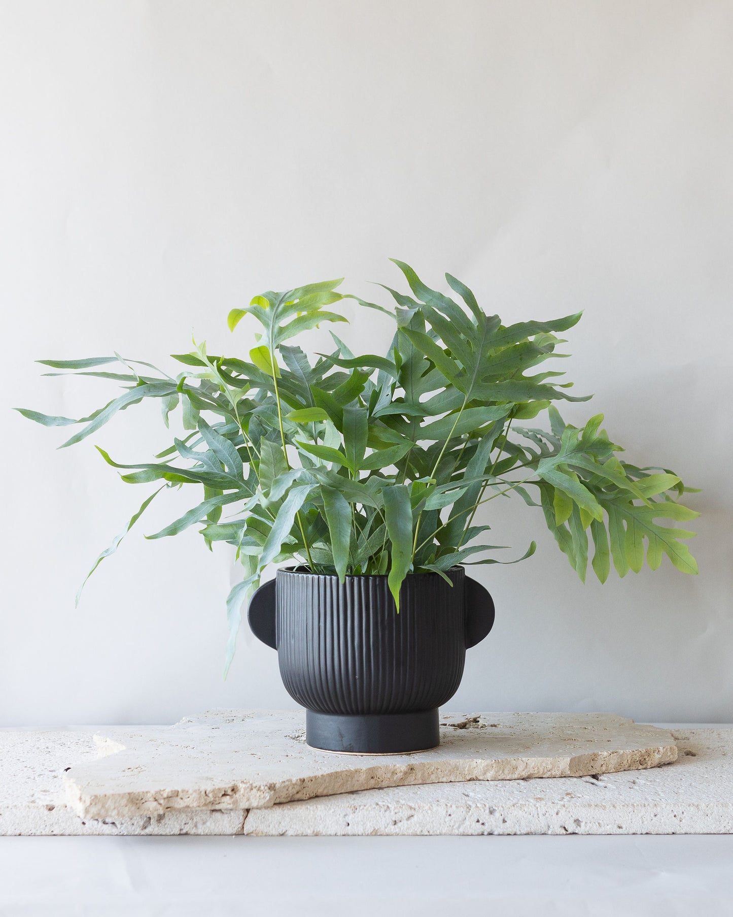 BLUE STAR FERN PLANT