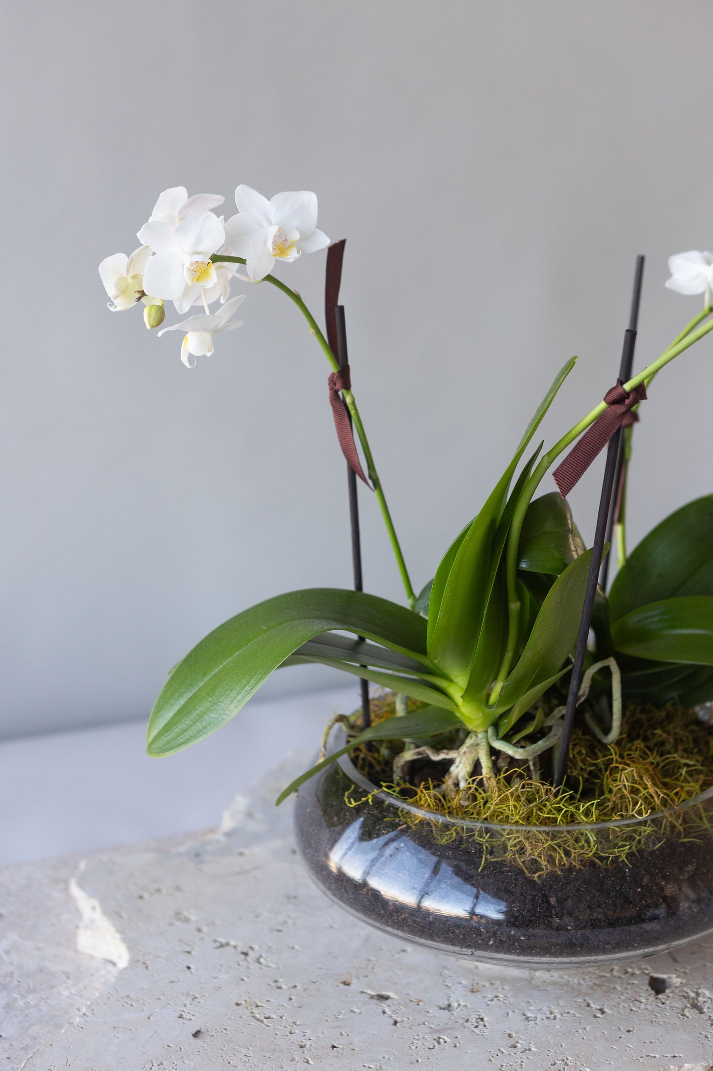 ORCHID BOWL