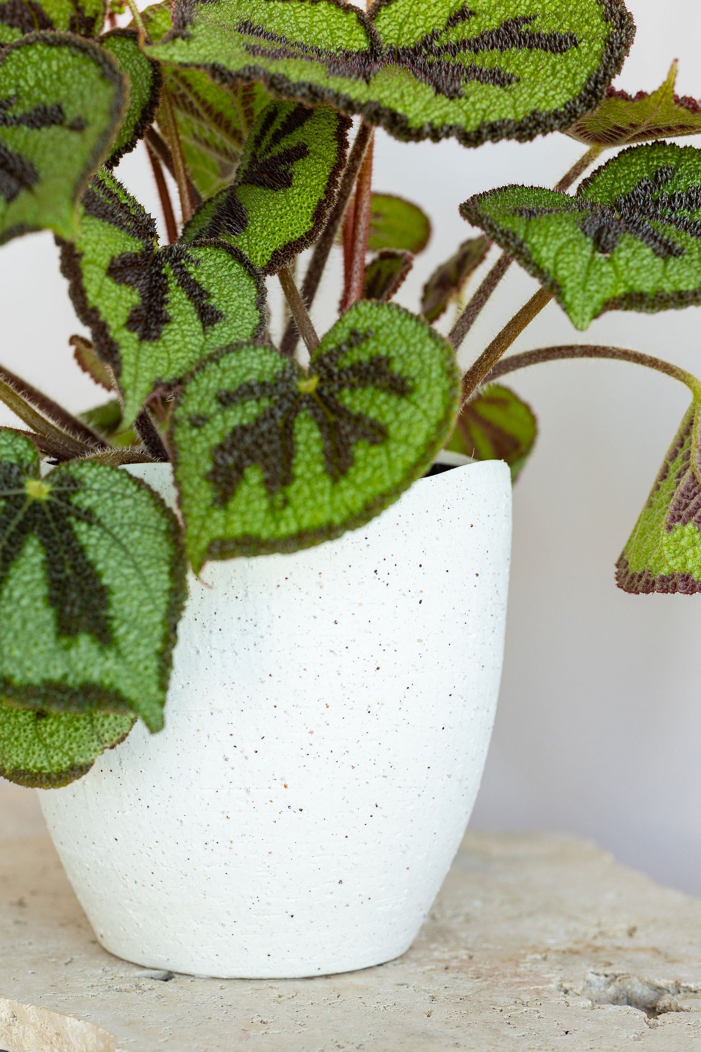 GRANDE BEGONIA MOUNTAIN PLANT