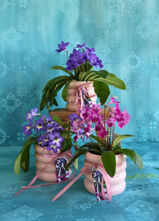 MOTHER'S DAY MID WEEK DEAL: PURPLE/PINK CAPE PRIMROSE PLANT