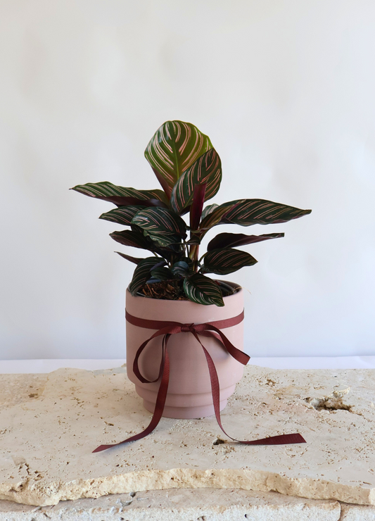 CALATHEA ORNATA