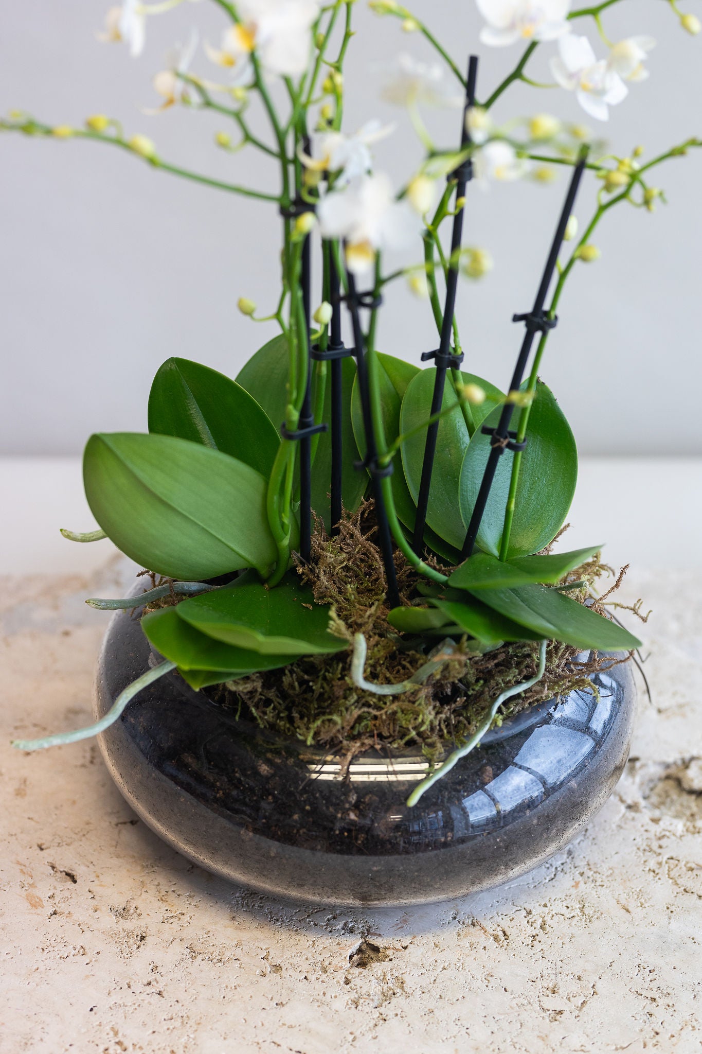CELINE WHITE ORCHID BOWL