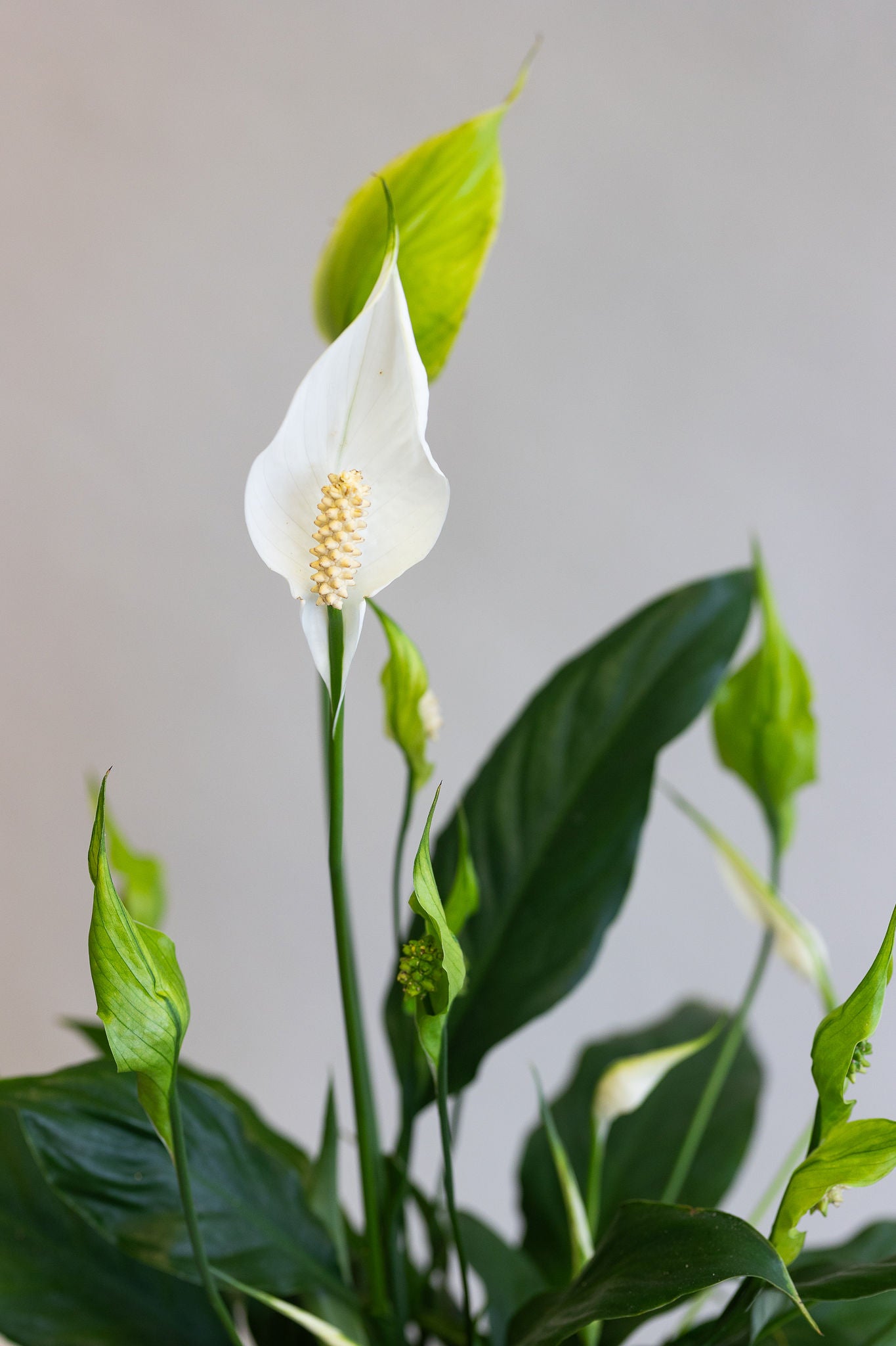 SPATHIPHYLLUM ‘SUNSHINE GIRL’ PLANT