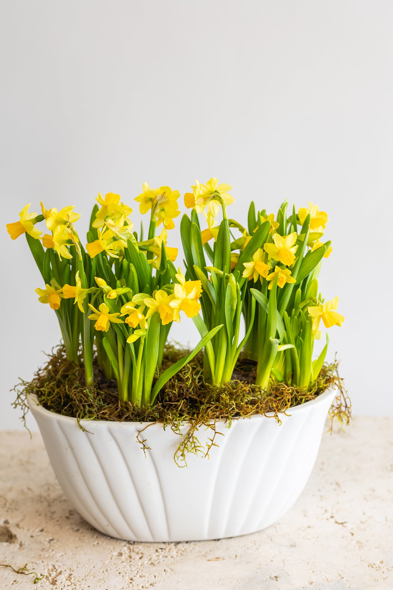 TÊTE-À-TÊTE DOUBLE DAFFODIL PLANTER