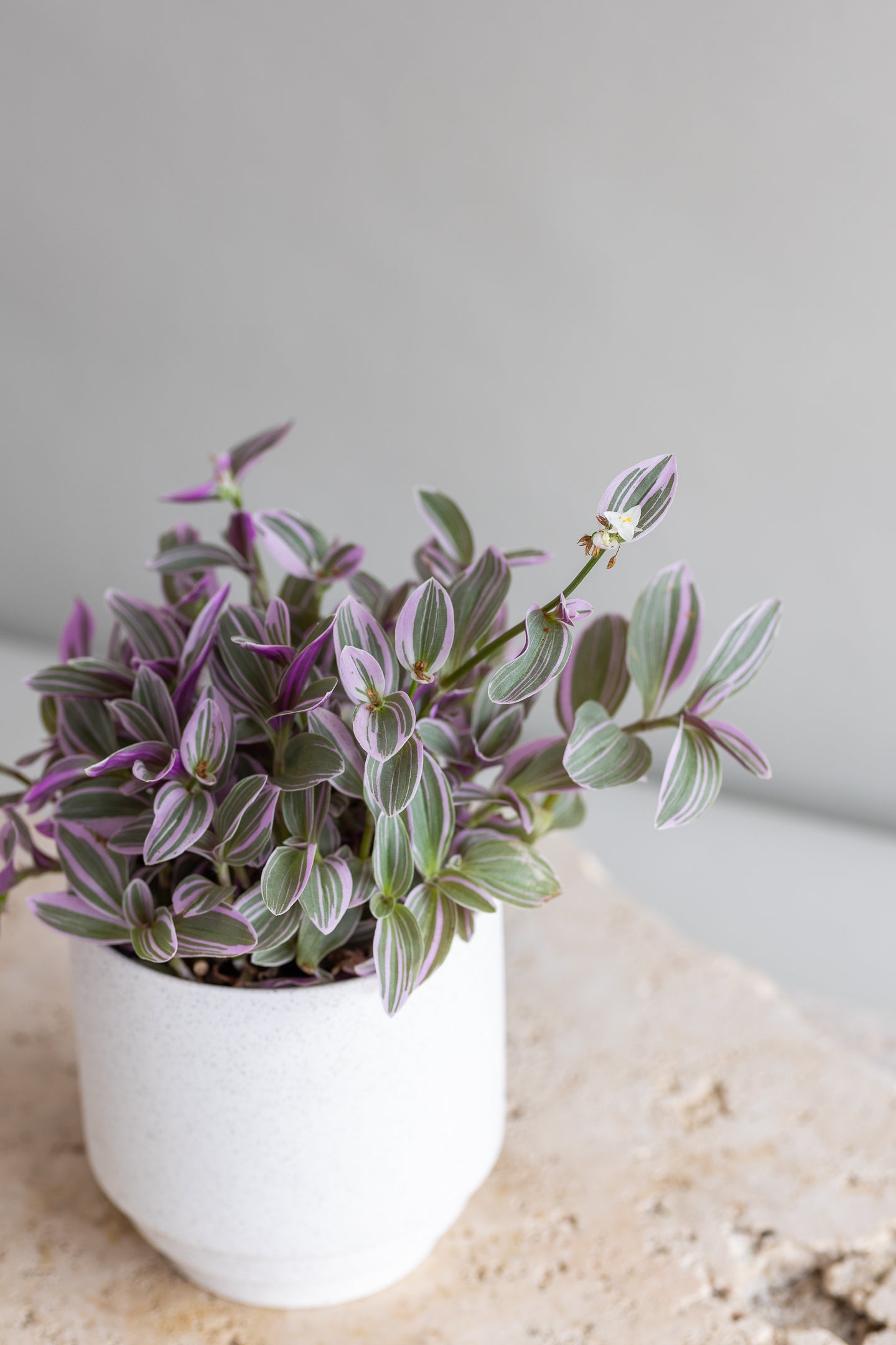 TRADESCANTIA SWEETNESS