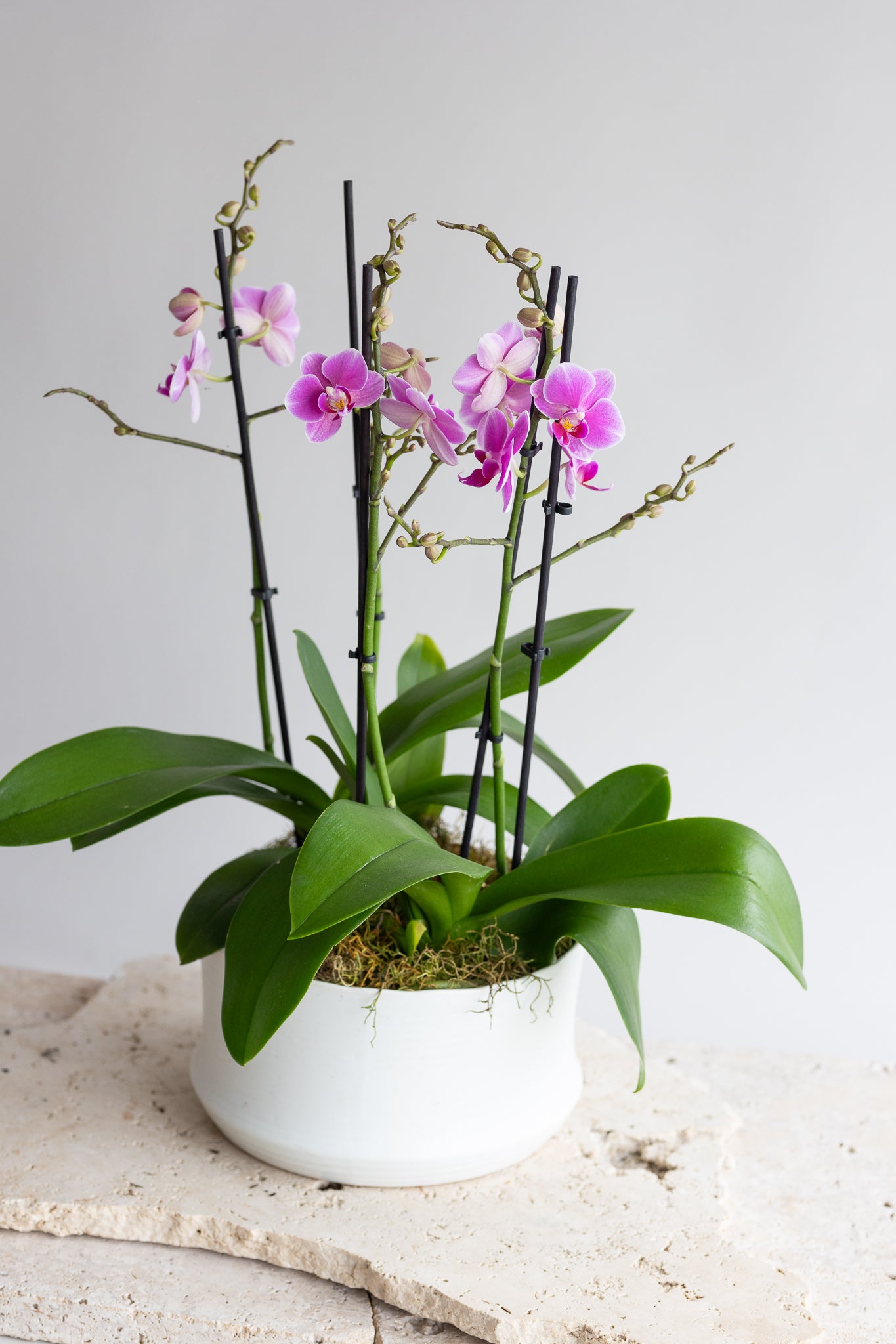 THE MAISON ORCHID BOWL