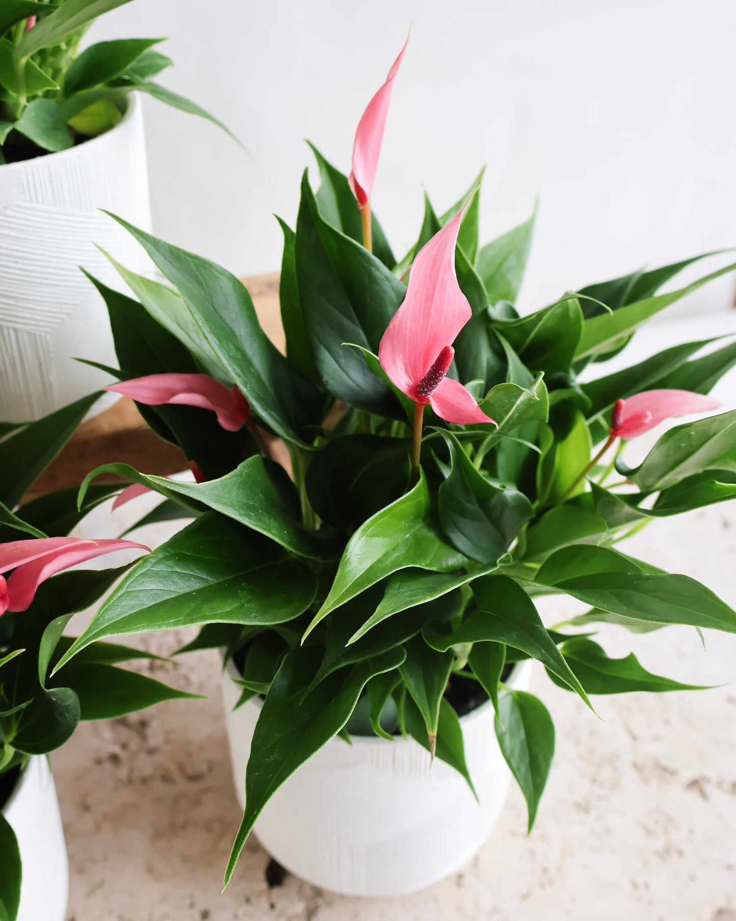 MOTHERS DAY SPECIAL: PINK FLAMINGO ANTHURIUM PLANT IN CERAMIC PLANTER