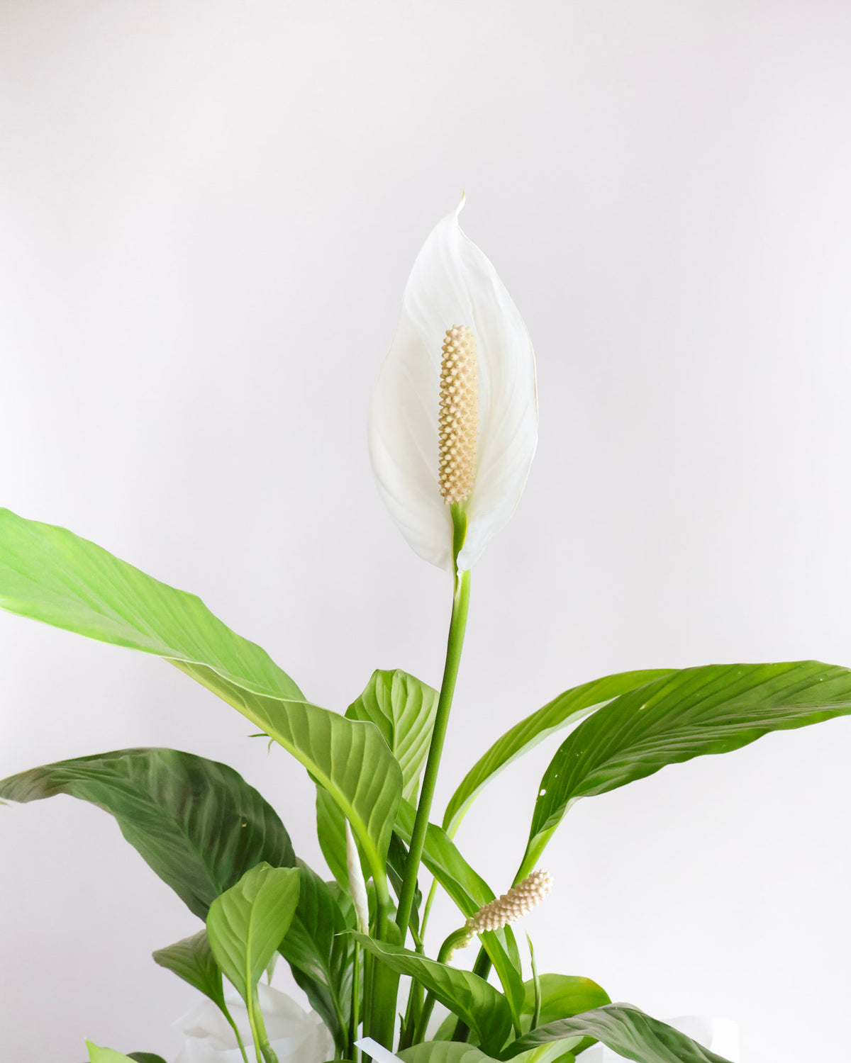 WEEKEND SPECIAL: GRANDE PEACE LILY PLANT