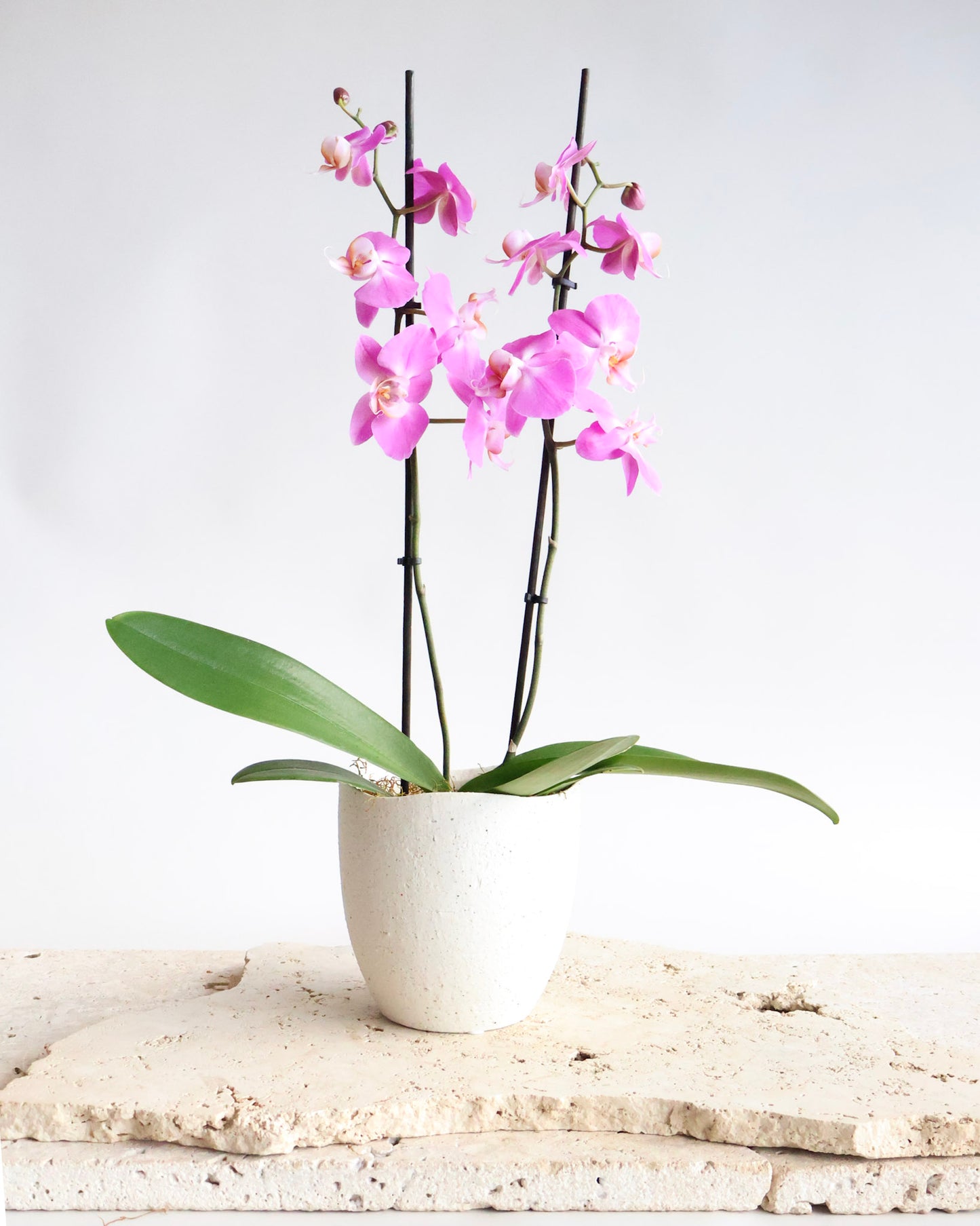 DOUBLE STEM PHALAENOPIS PLANT: FUCHSIA
