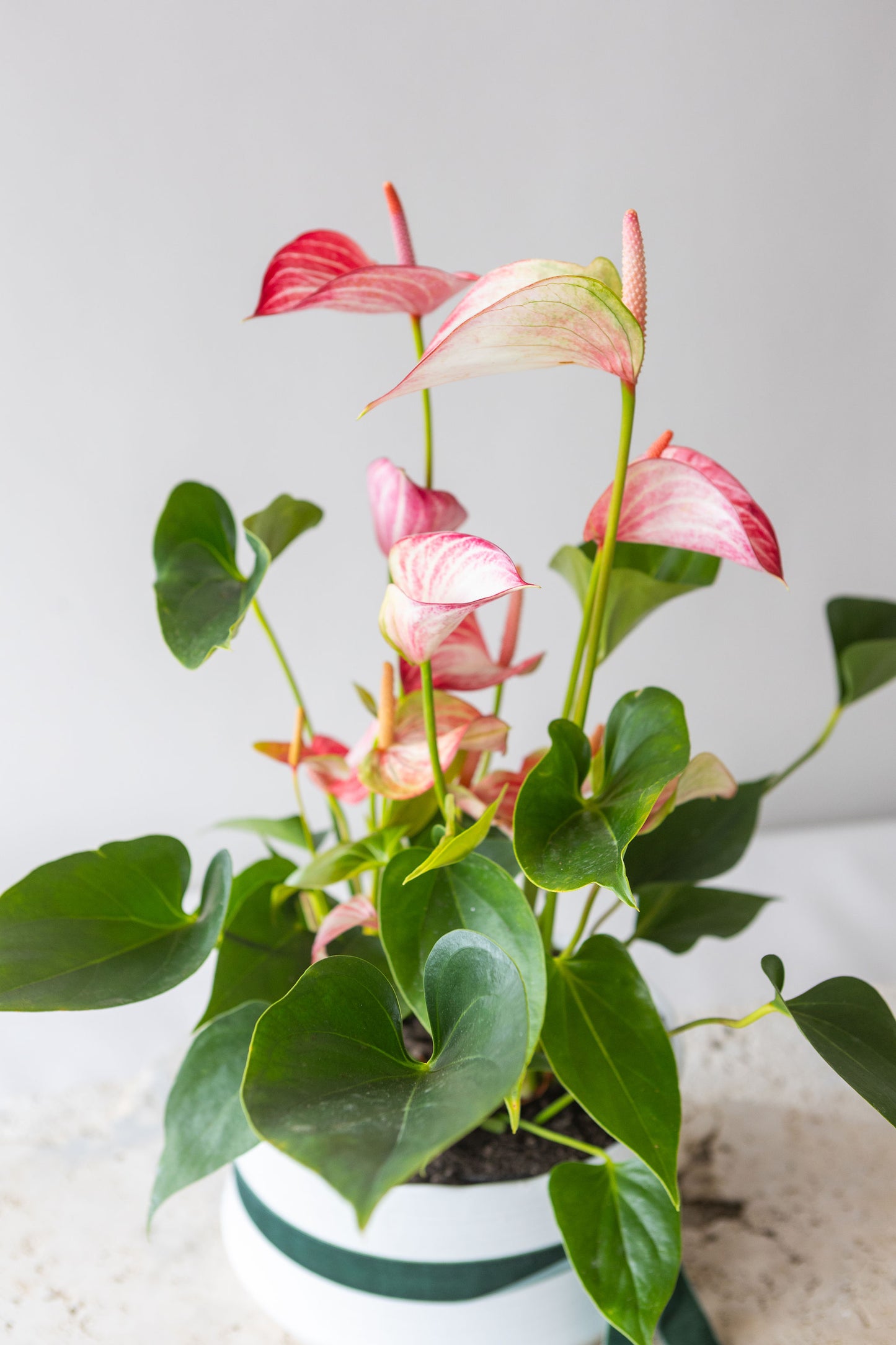 ANTHURIUM LIVIUM