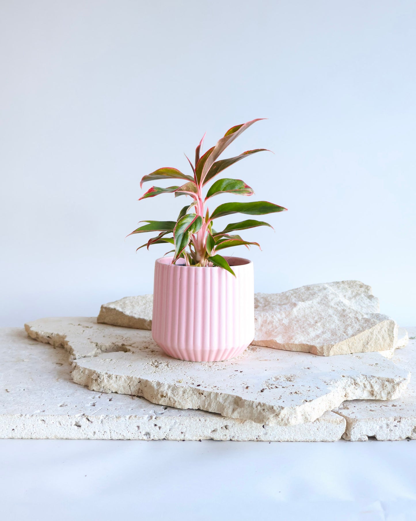 WEEKEND SPECIAL: SIAM AURORA PLANT