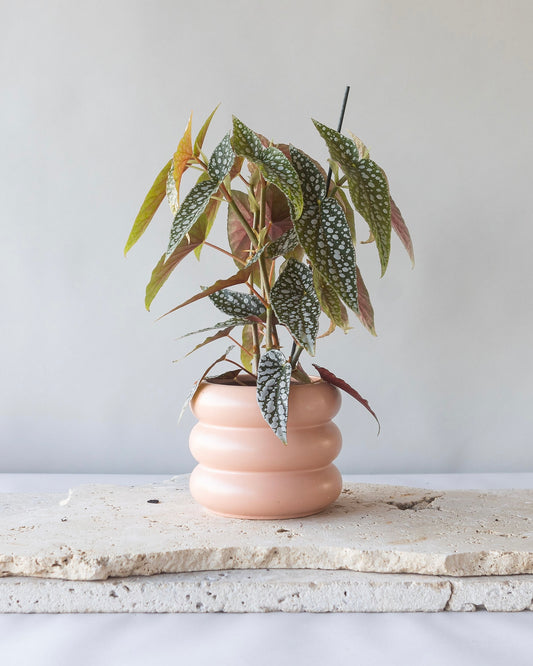 BEGONIA HOTSPOT PLANT