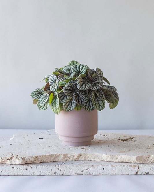 PEPEROMIA BURBELLA PLANT