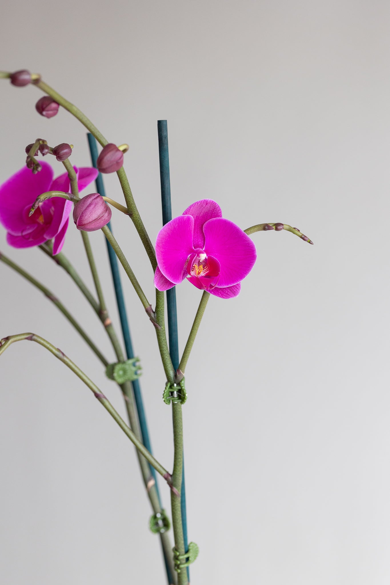 GRANDE PHALAENOPIS ORCHID PLANT: MAGENTA