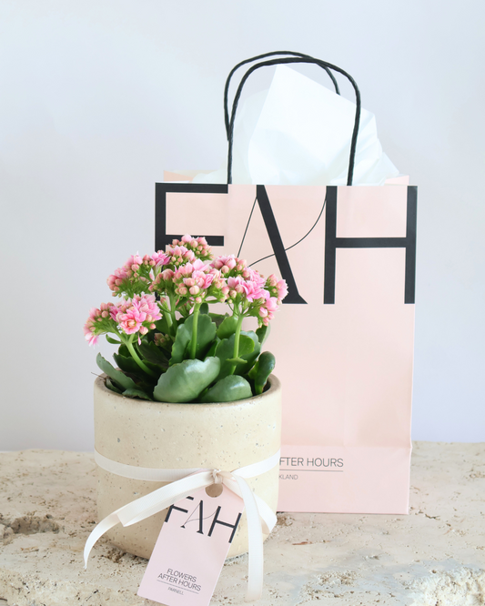 WEEKEND SPECIAL: THE PERFECT LITTLE GIFT - SOFT PINK KALANCHOE 
