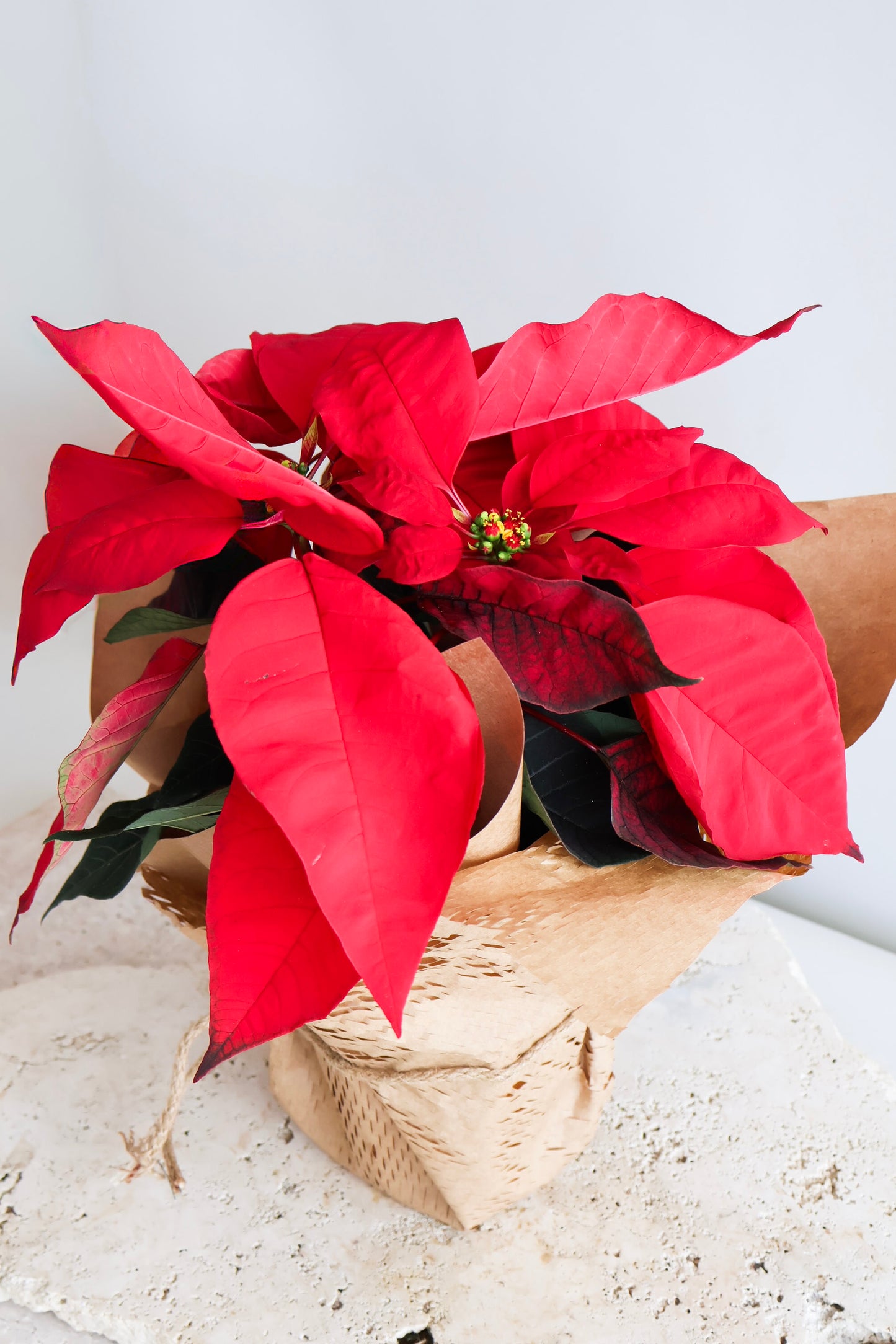 WEEKEND SPECIAL: RED POINSETTIA PLANT & PANDORO MINCE PIES GIFT BAG