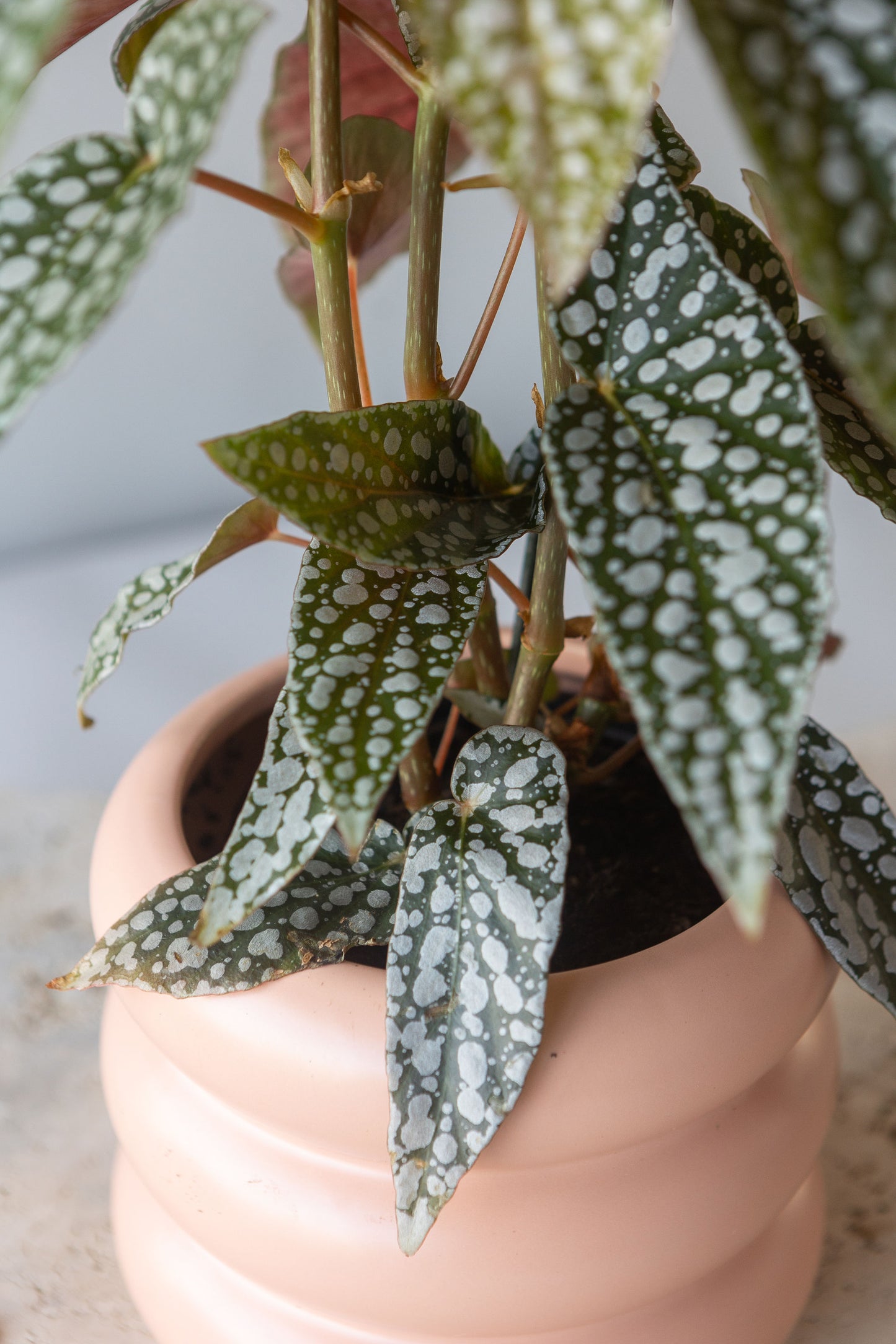 BEGONIA HOTSPOT PLANT