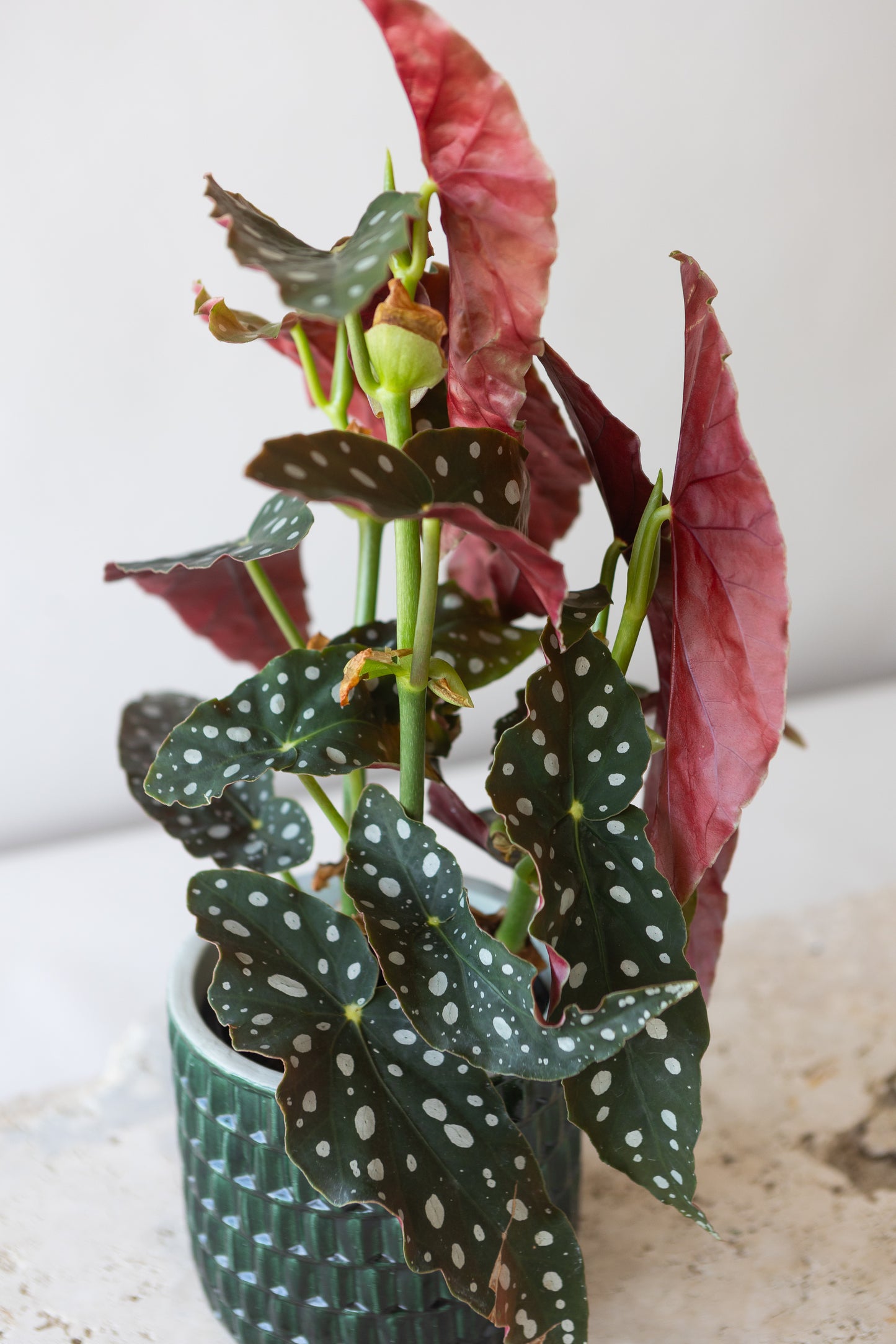 BEGONIA POLKA DOT