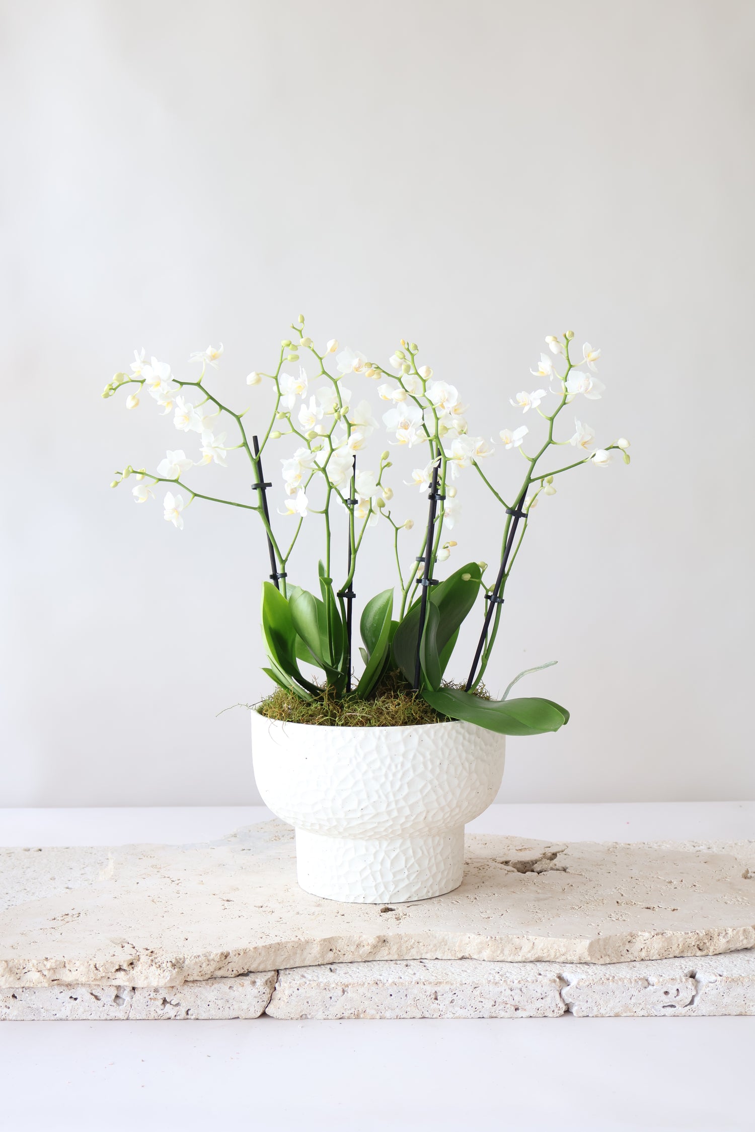 PHALAENOPSIS ORCHIDS - Flowers After Hours