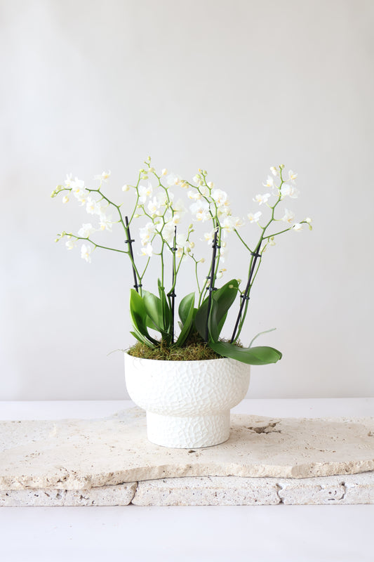 CLIO ORCHID BOWL