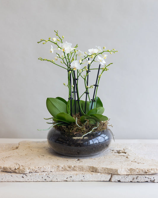 CELINE WHITE ORCHID BOWL