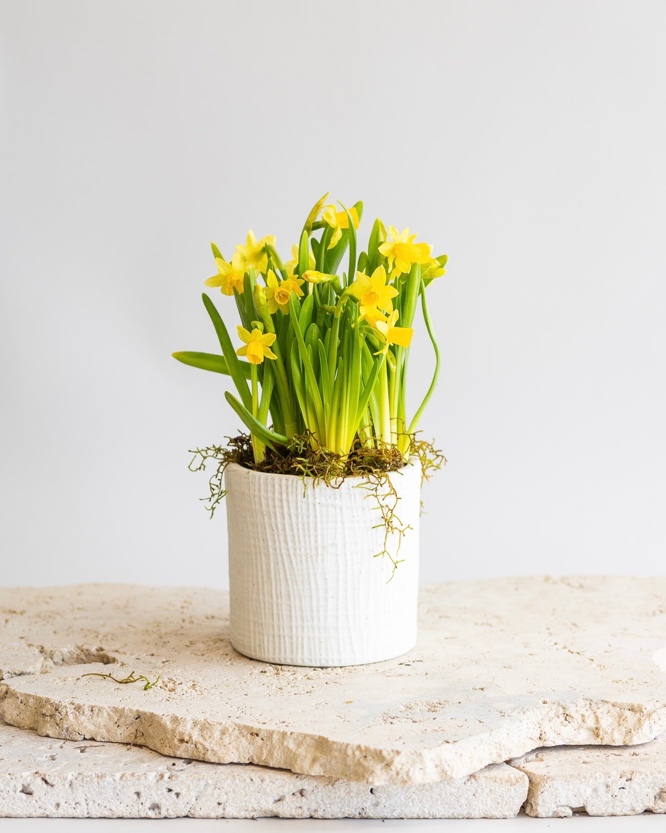 TÊTE-À-TÊTE DAFFODIL PLANT