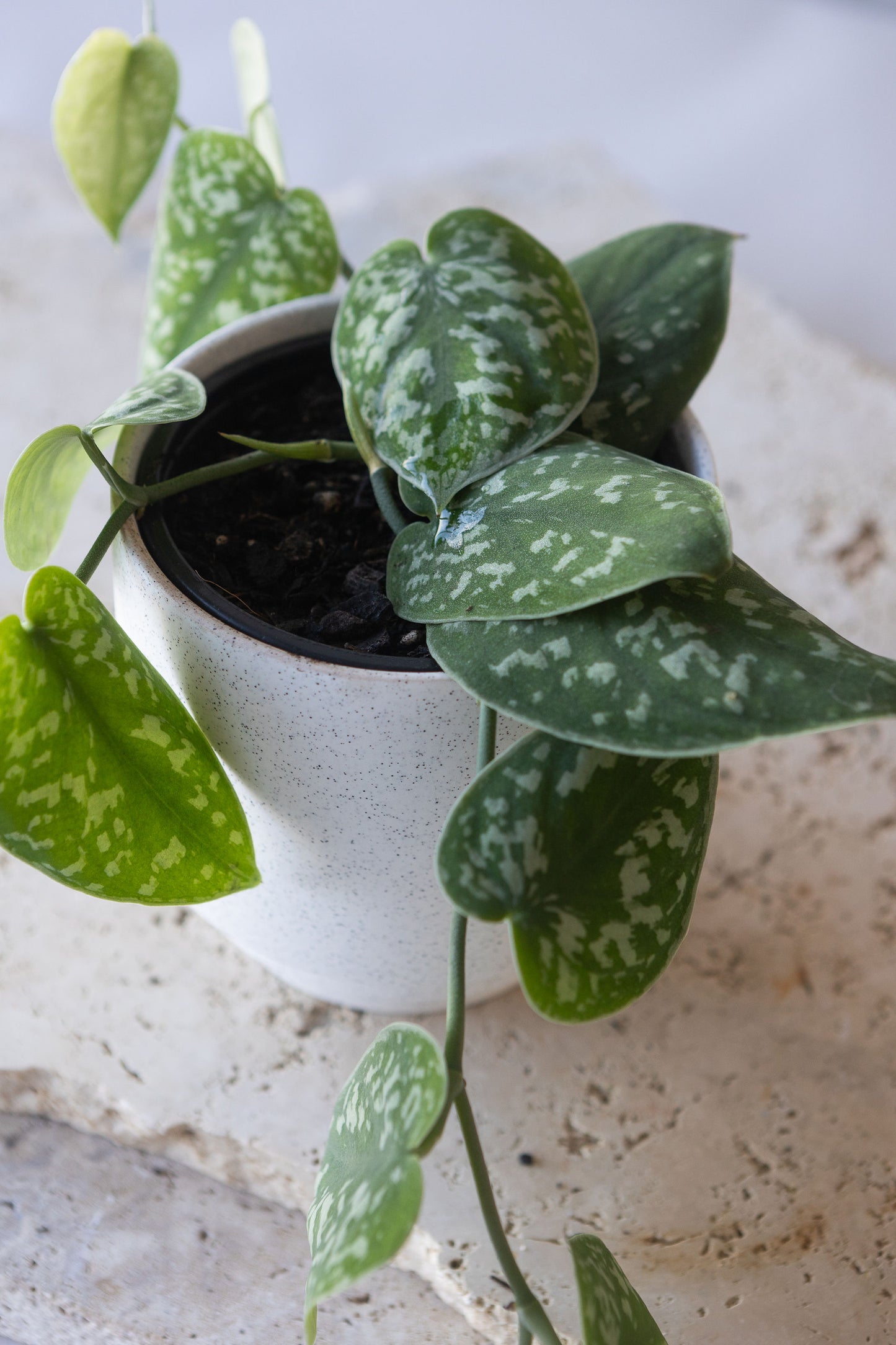 SATIN POTHOS PLANT