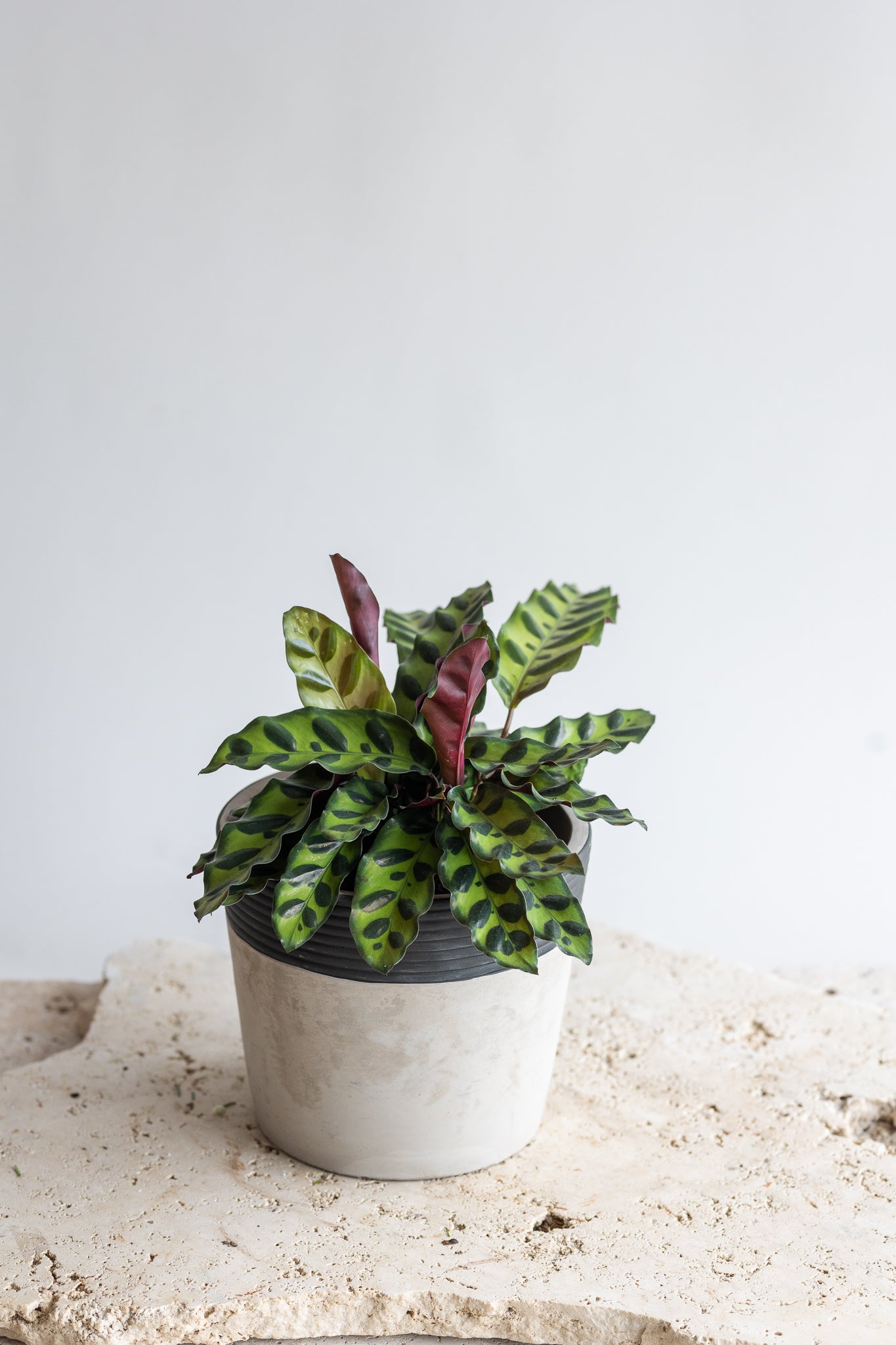 CALATHEA INSIGNIS PLANT