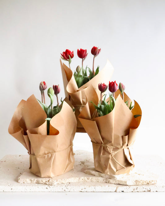 POTTED PEONY TULIP PLANT: RED PRINCESS