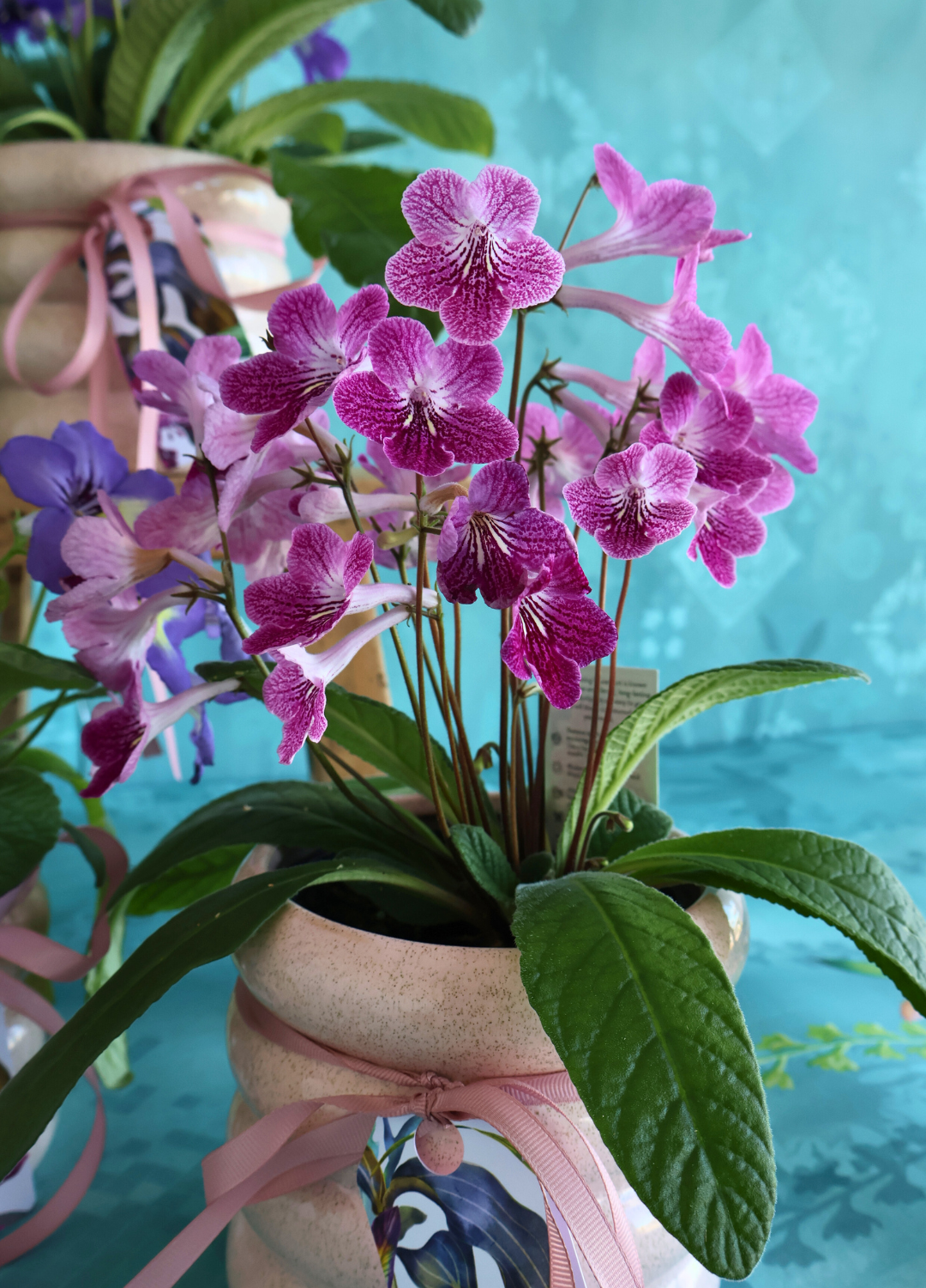 MOTHER'S DAY MID WEEK DEAL: PURPLE/PINK CAPE PRIMROSE PLANT