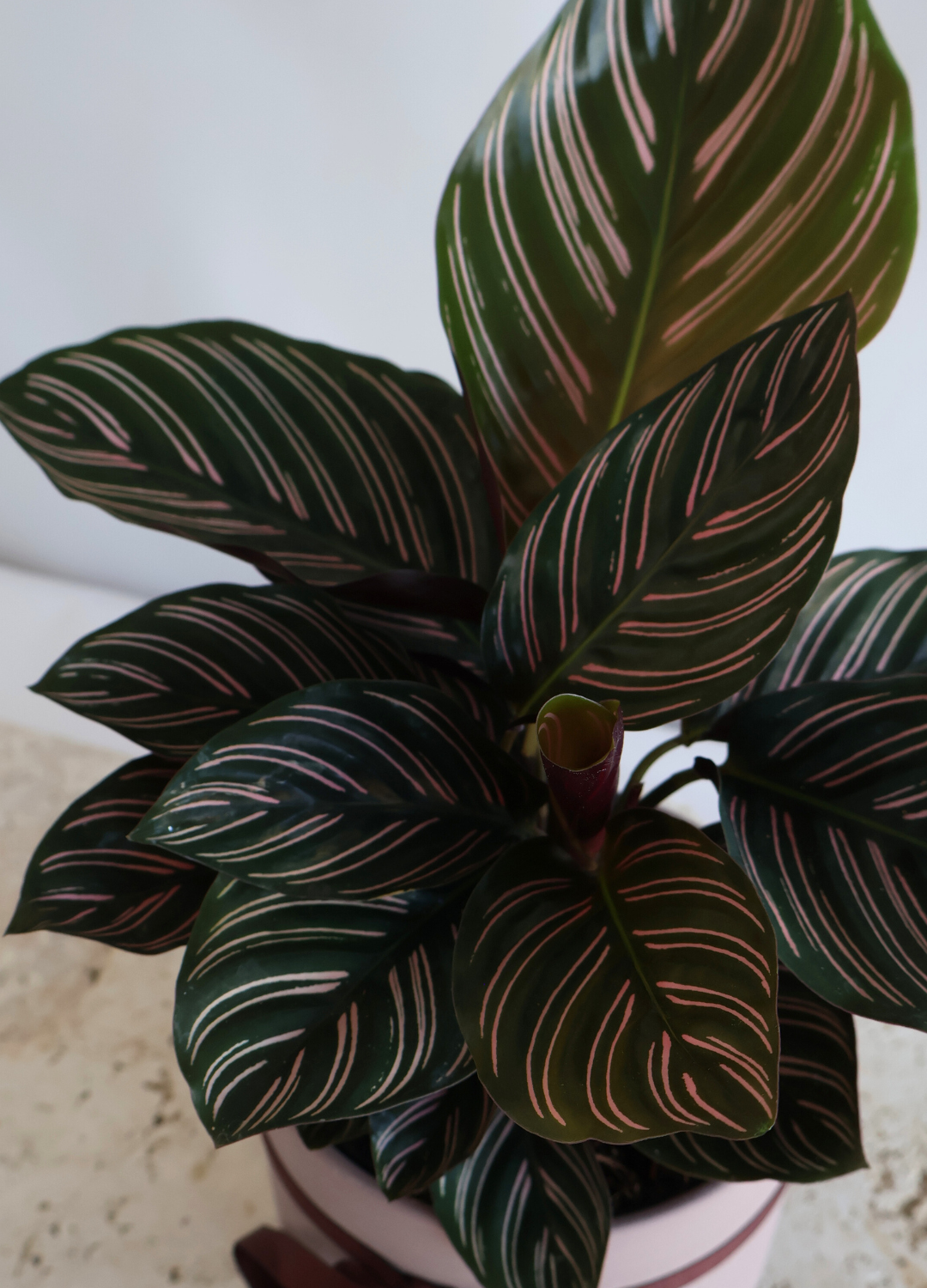 CALATHEA ORNATA