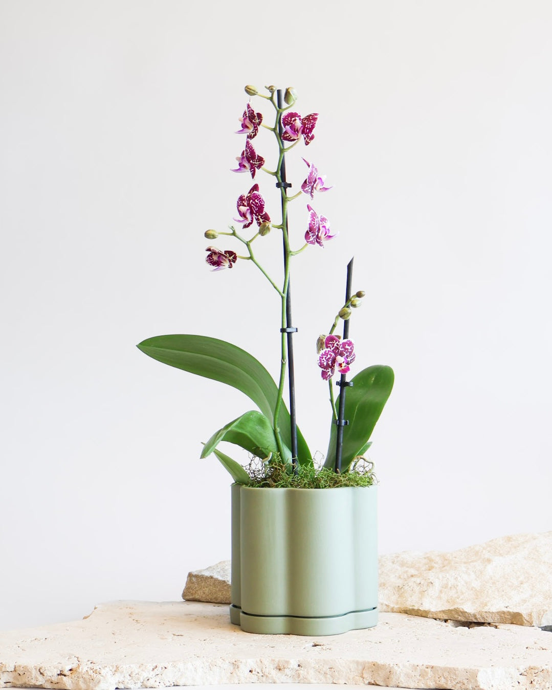 WEEKEND SPECIAL: PINK MOSAIC PHALAENOPSIS ORCHID