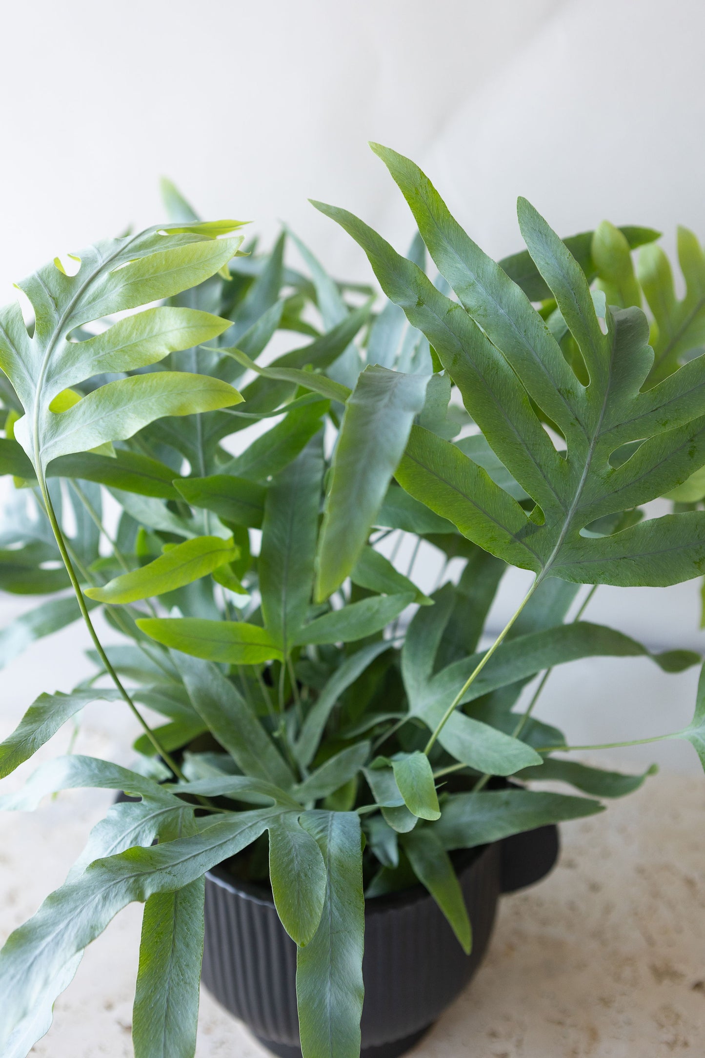 BLUE STAR FERN PLANT