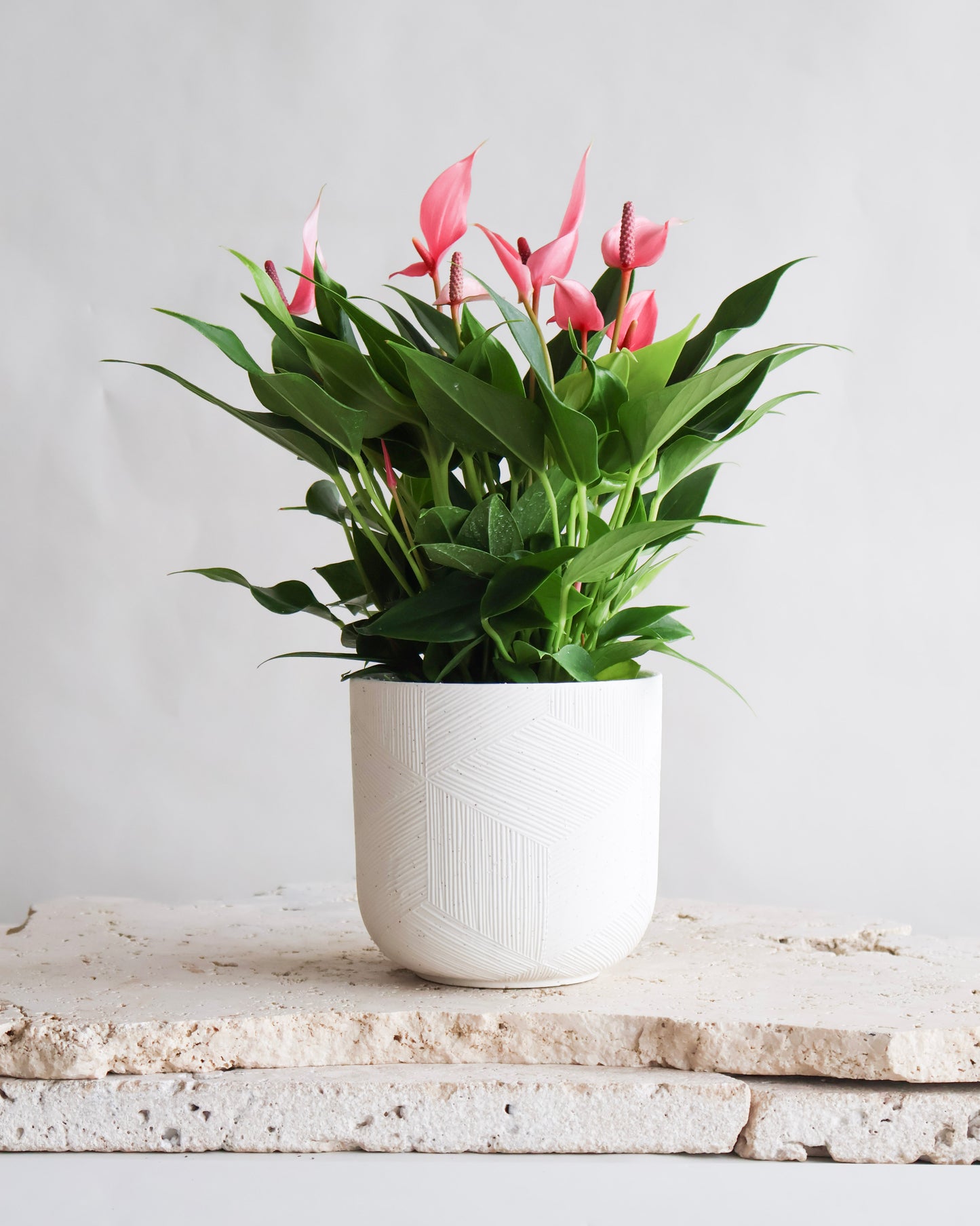 MOTHERS DAY SPECIAL: PINK FLAMINGO ANTHURIUM PLANT IN CERAMIC PLANTER