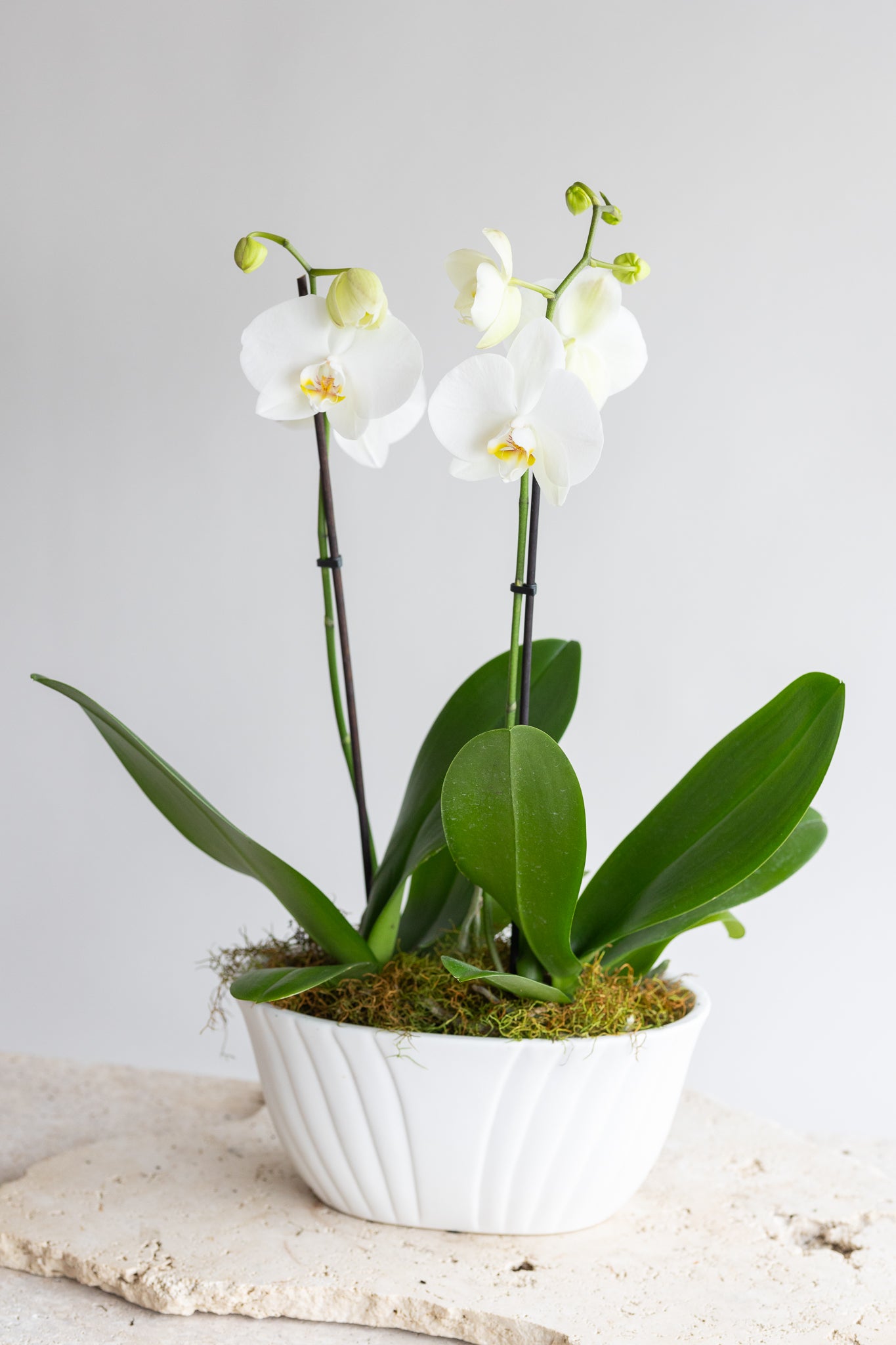 THE FLORENCE ORCHID BOWL