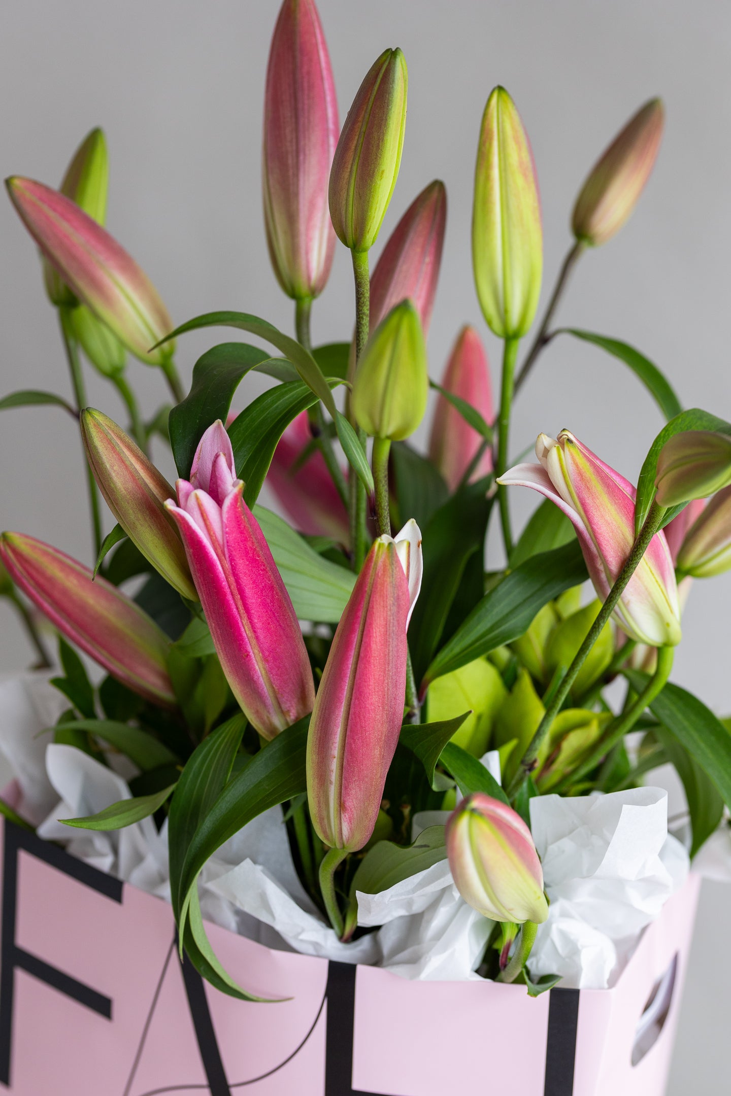 LOVELY LILIES PINK