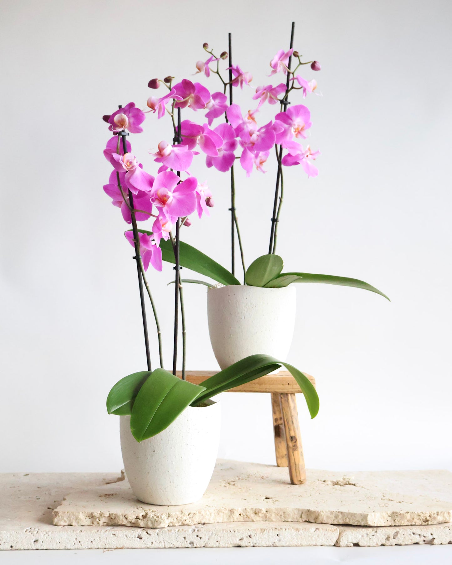 DOUBLE STEM PHALAENOPIS PLANT: FUCHSIA