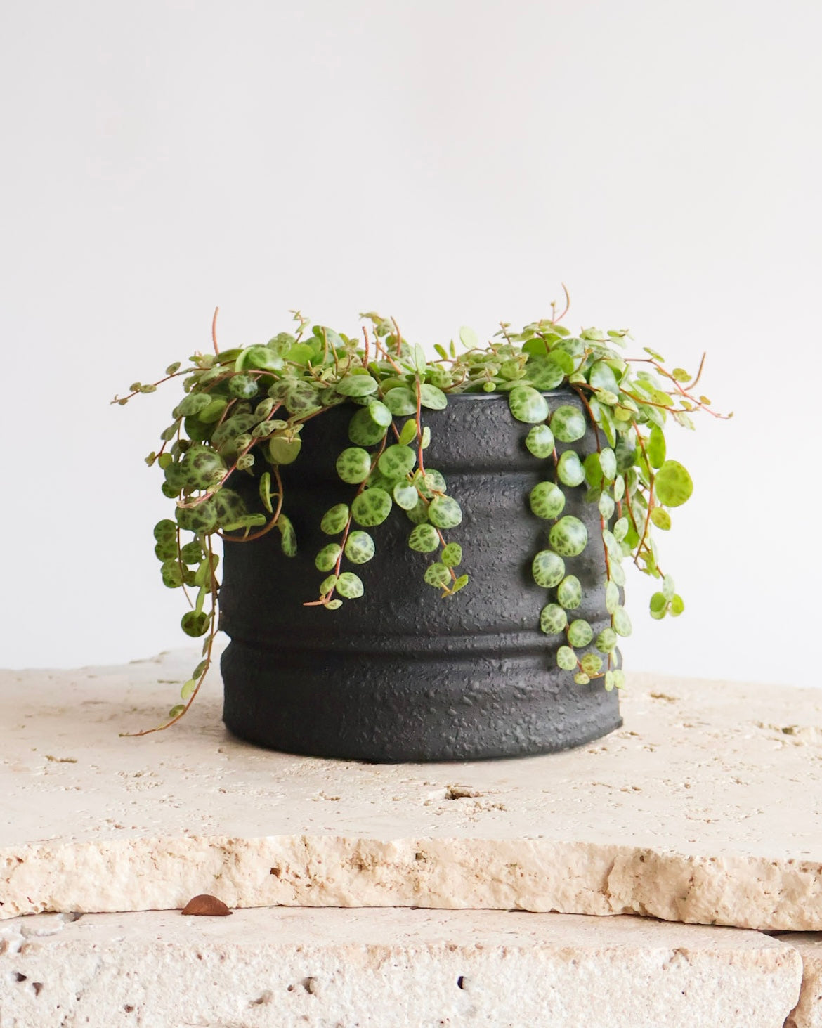 STRING OF TURTLES PLANT