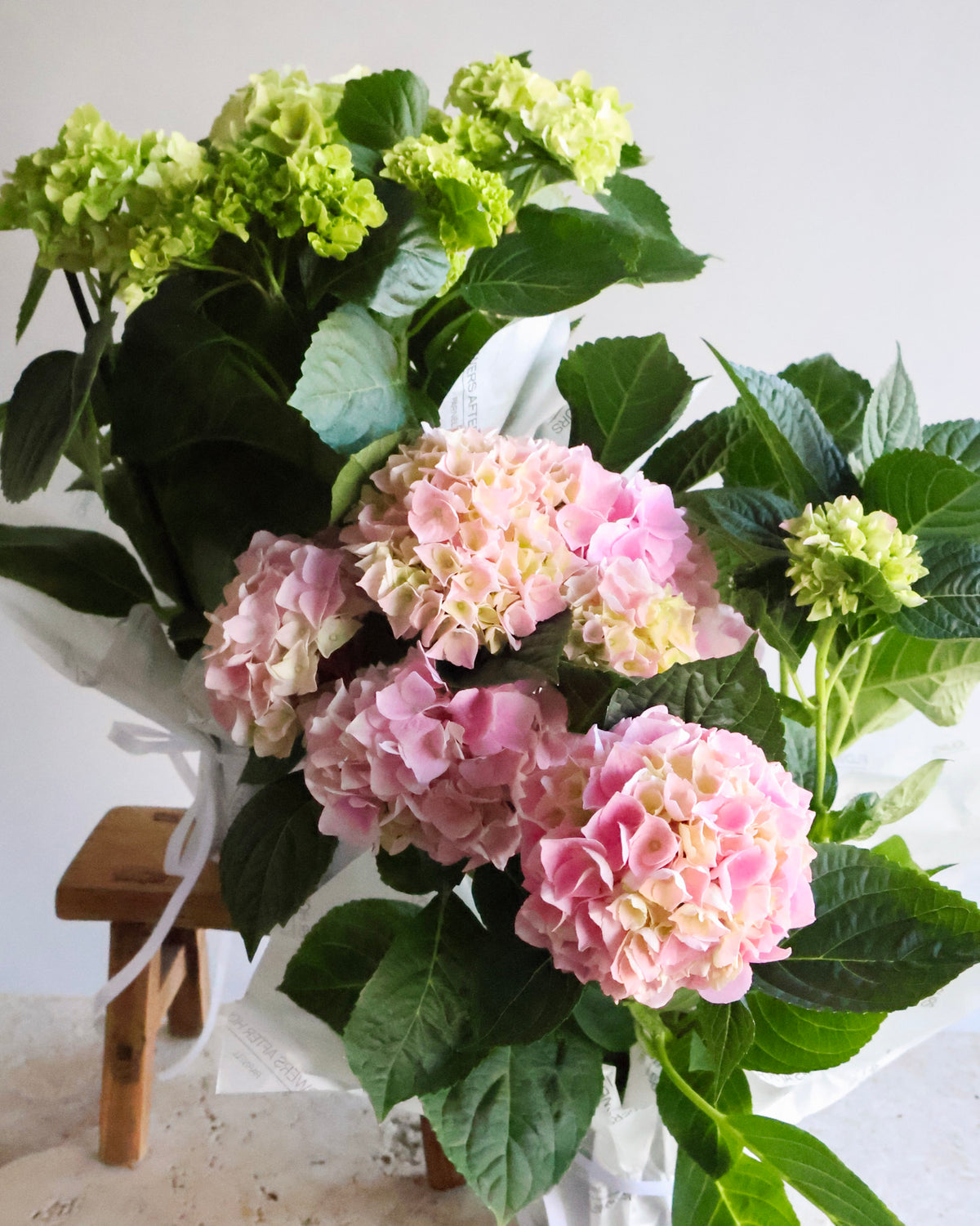 WEEKEND SPECIAL: HYDRANGEA PLANTS