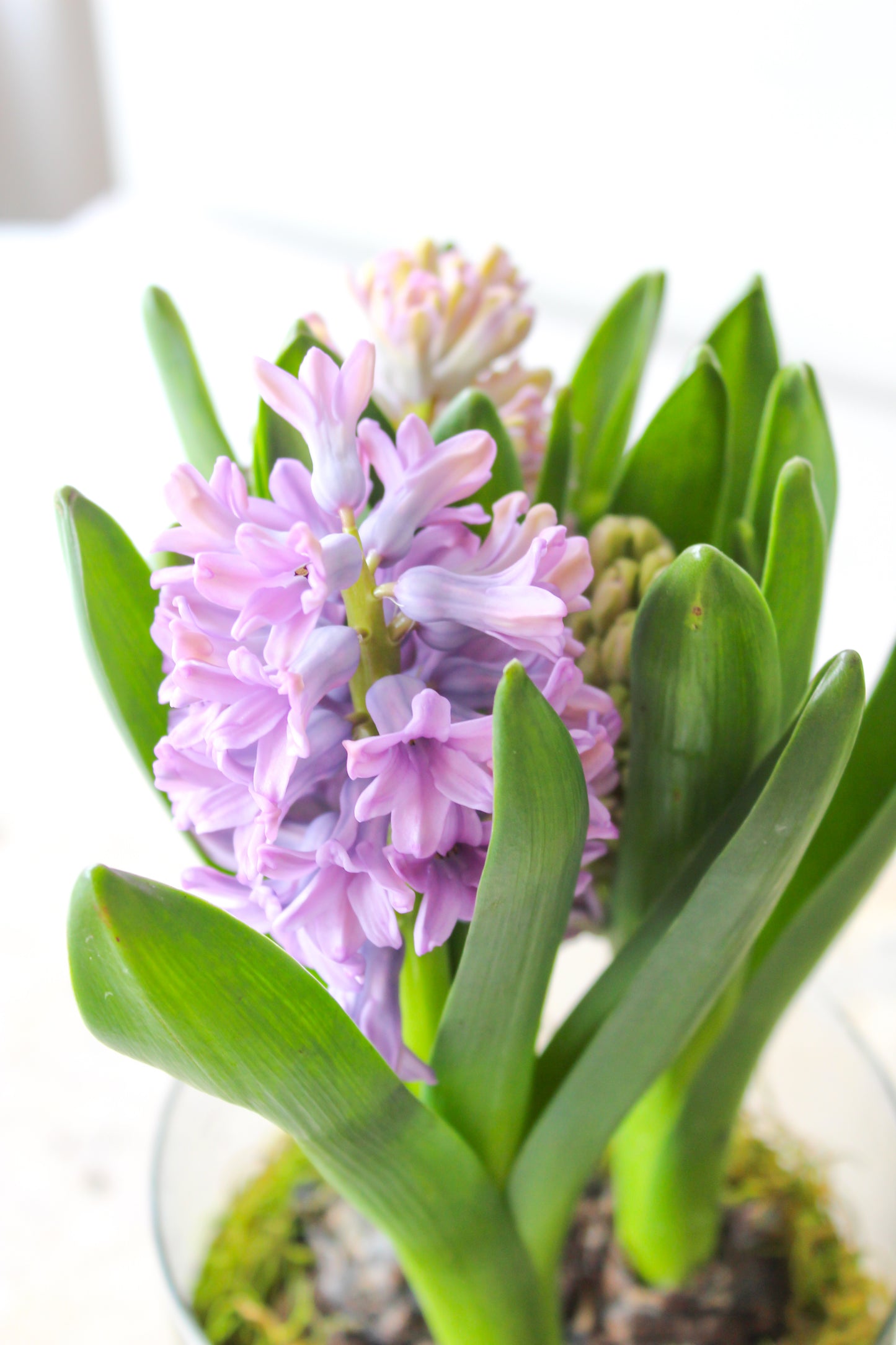 HYACINTH PLANTS