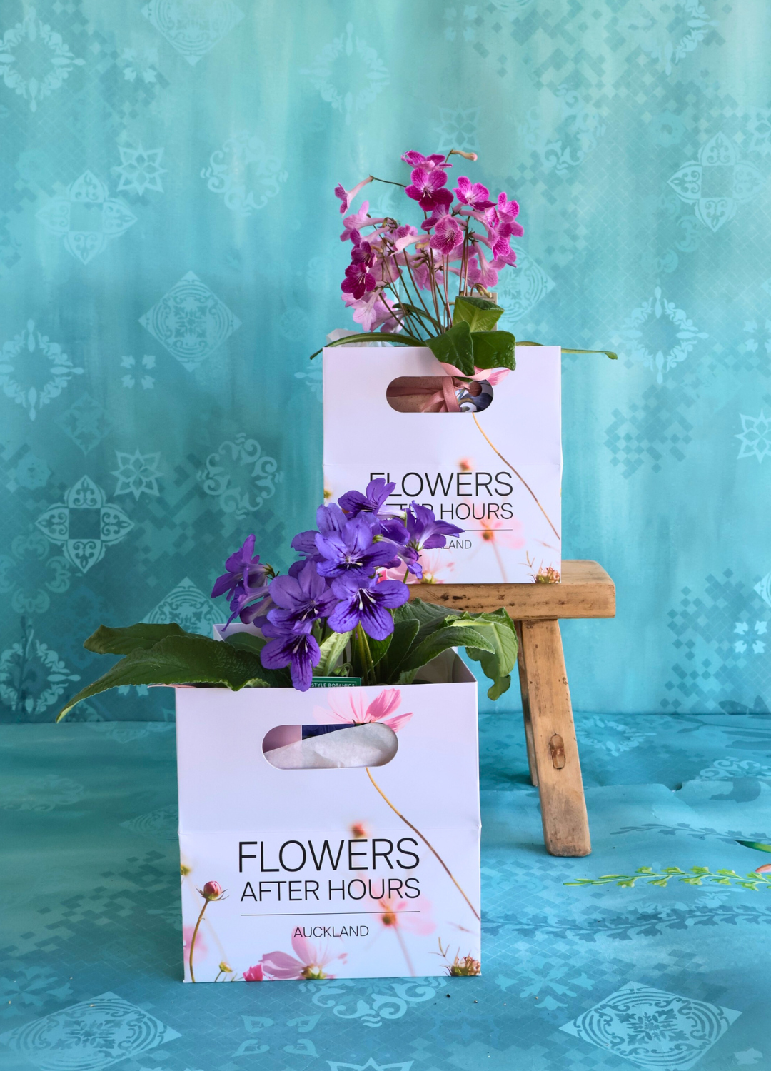 MOTHER'S DAY MID WEEK DEAL: PURPLE/PINK CAPE PRIMROSE PLANT