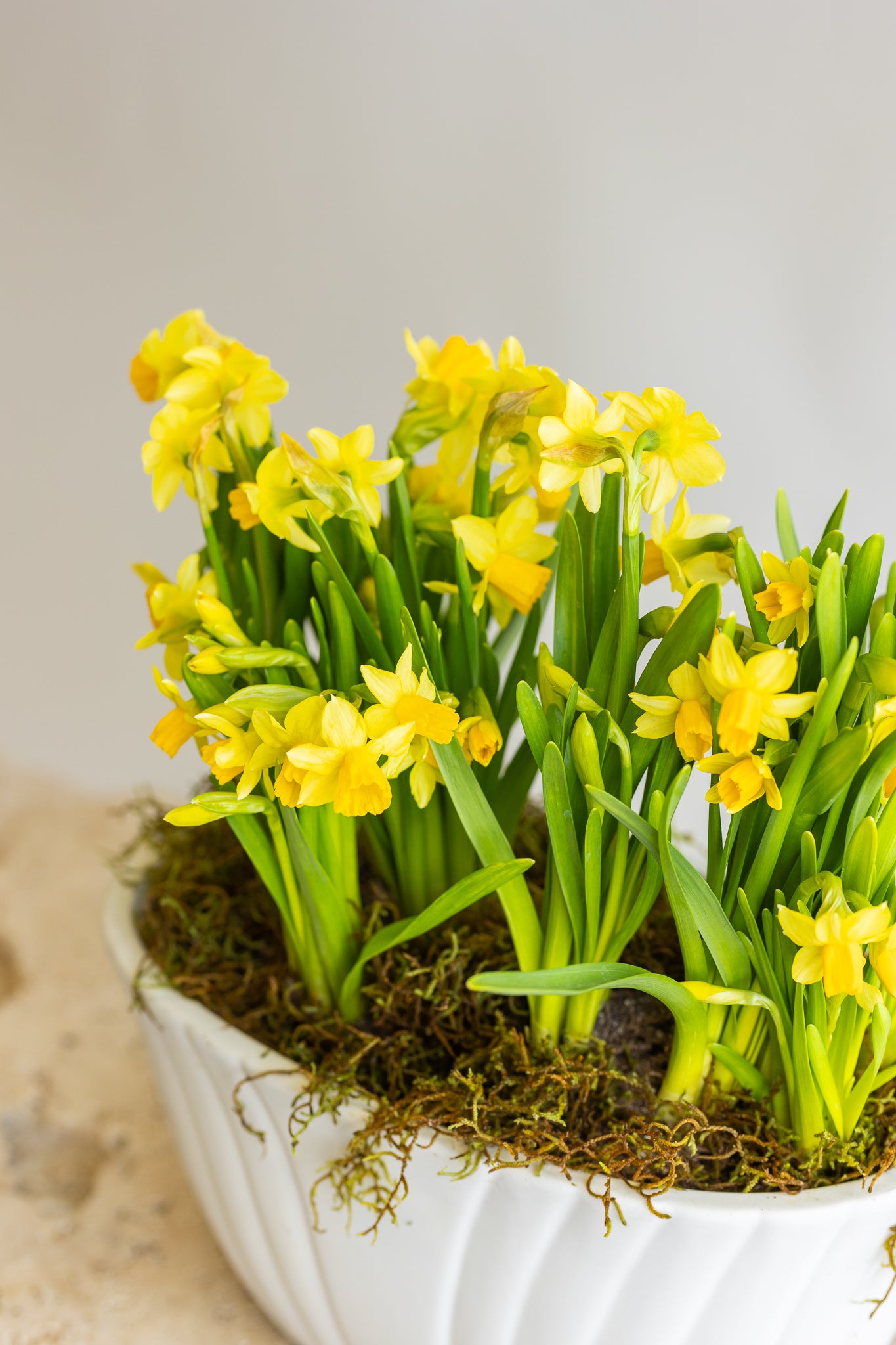 TÊTE-À-TÊTE DOUBLE DAFFODIL PLANTER